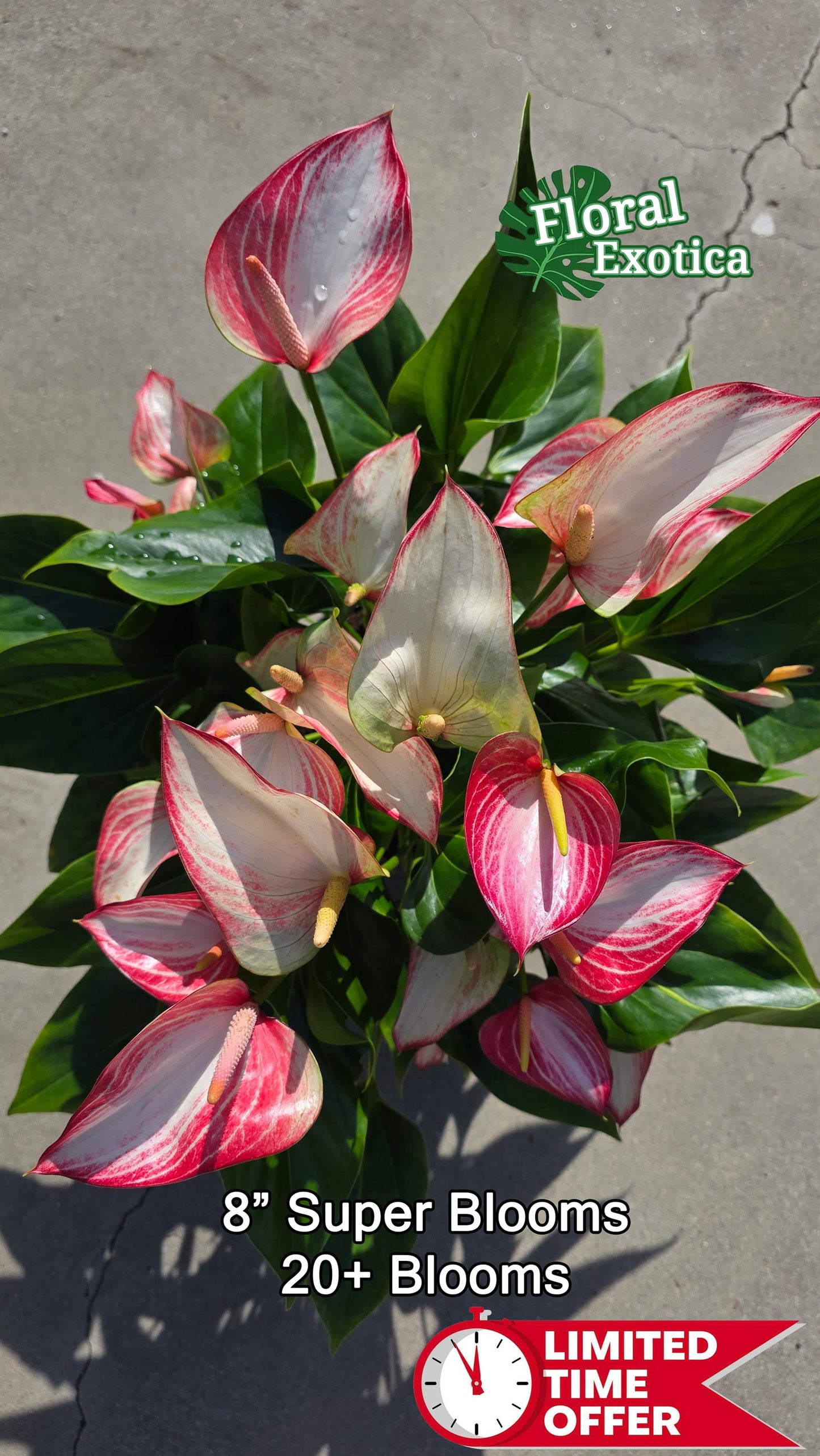 Anthurium Livium Standard - Novelty Anthurium - Premium Florist Red Marble Grade Flamingo Flowers - Flowering Tropical Houseplant