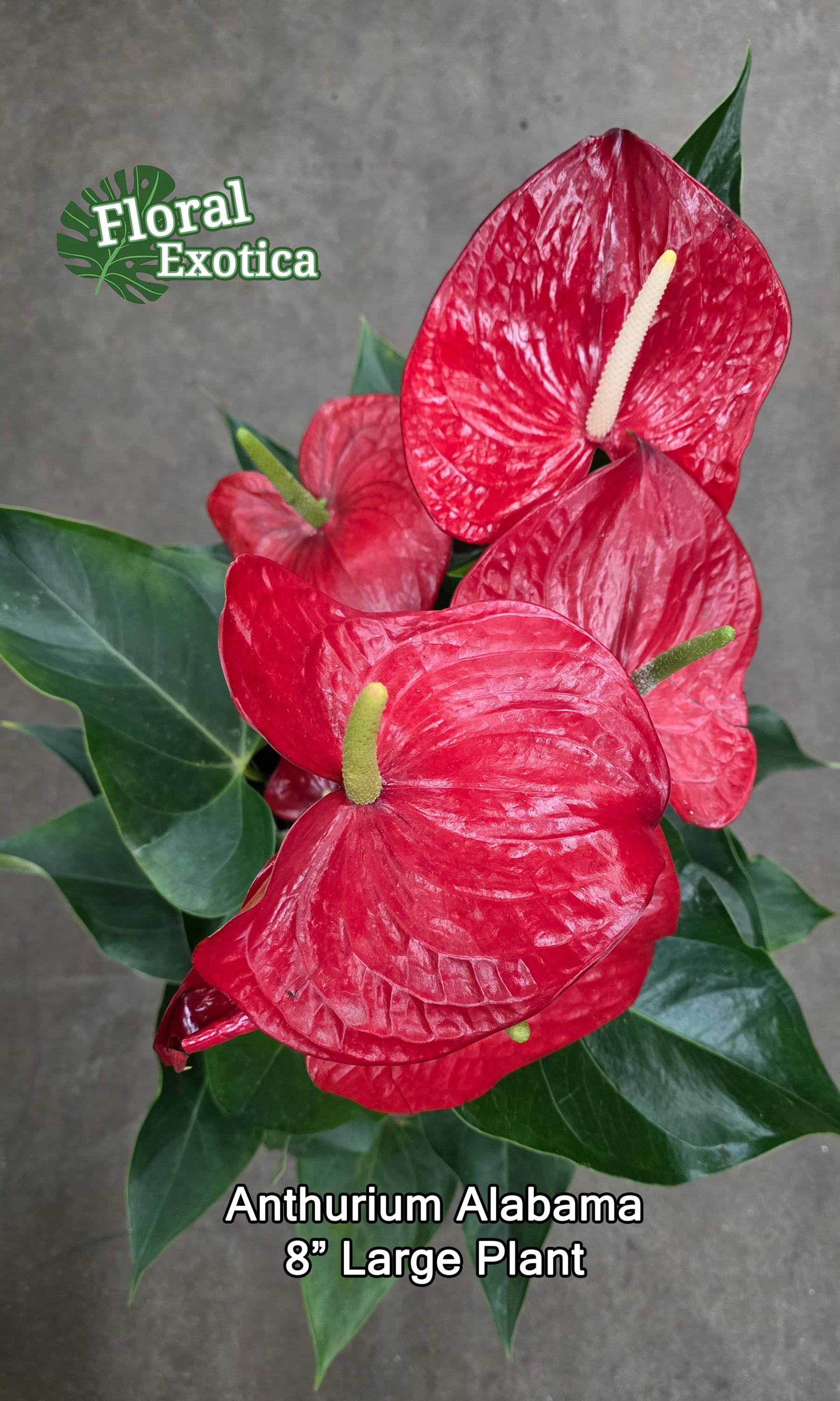 Anthurium Alabama: Large Red Obake Anthurium - Florist Grade