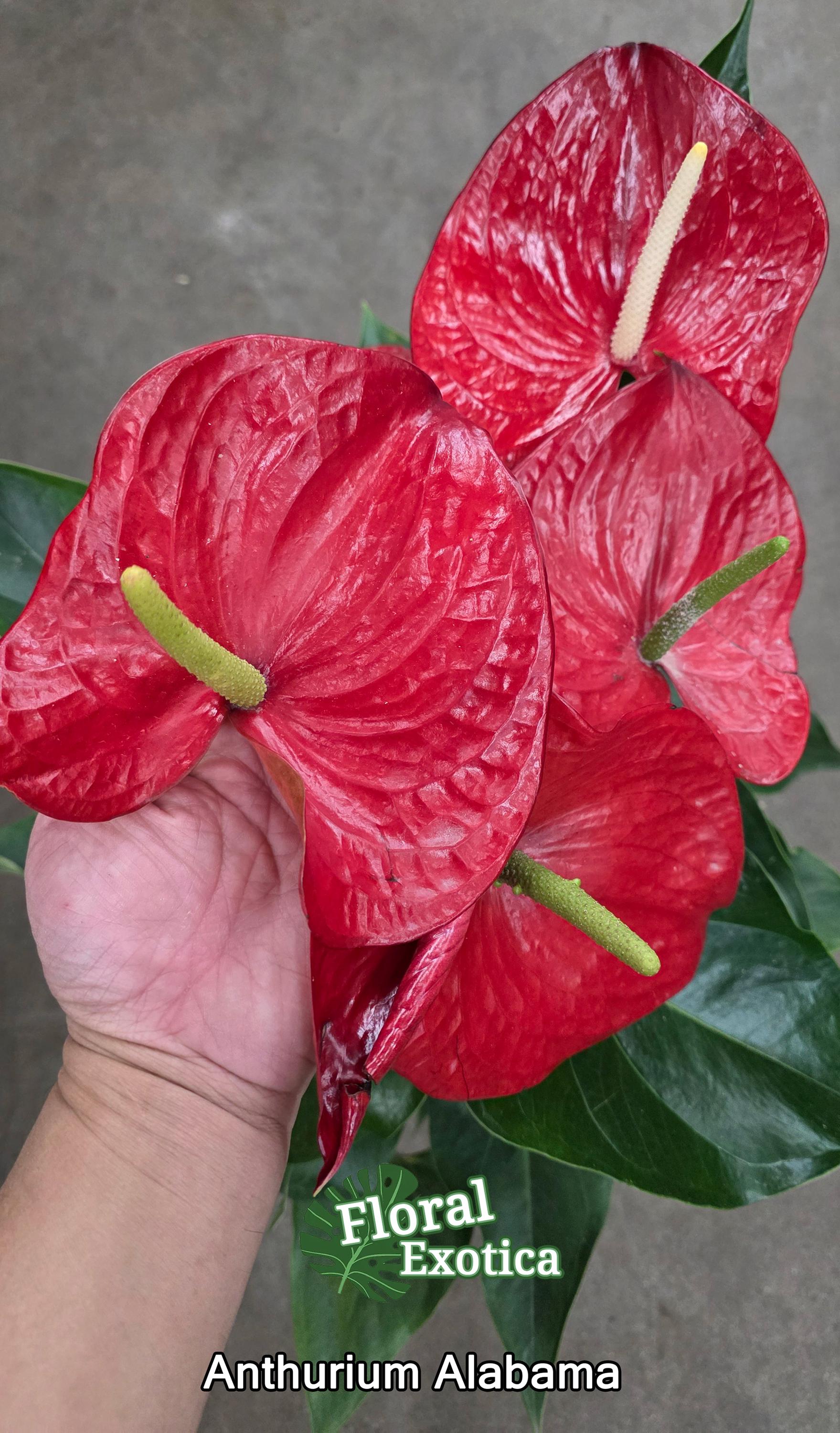 Anthurium Alabama: Large Red Obake Anthurium - Florist Grade