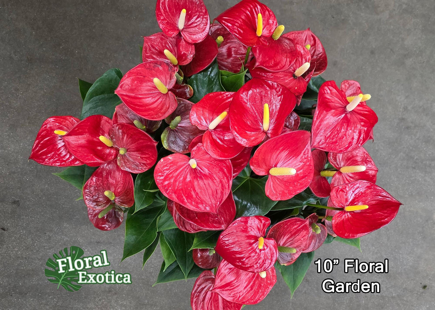 Anthurium Alabama: Large Red Obake Anthurium - Florist Grade