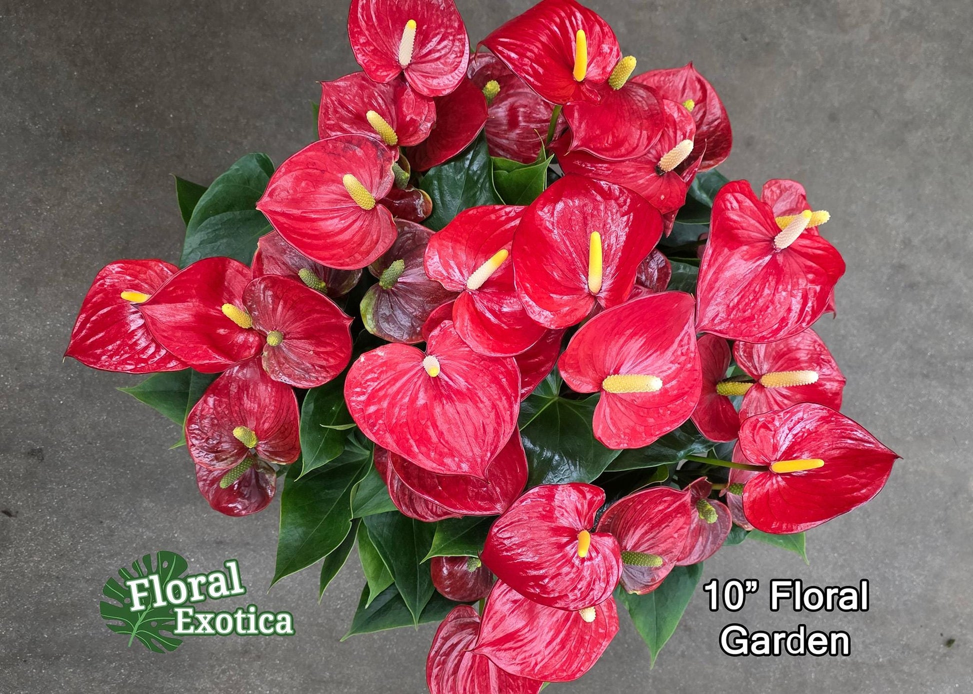 Anthurium Alabama: Large Red Obake Anthurium - Florist Grade
