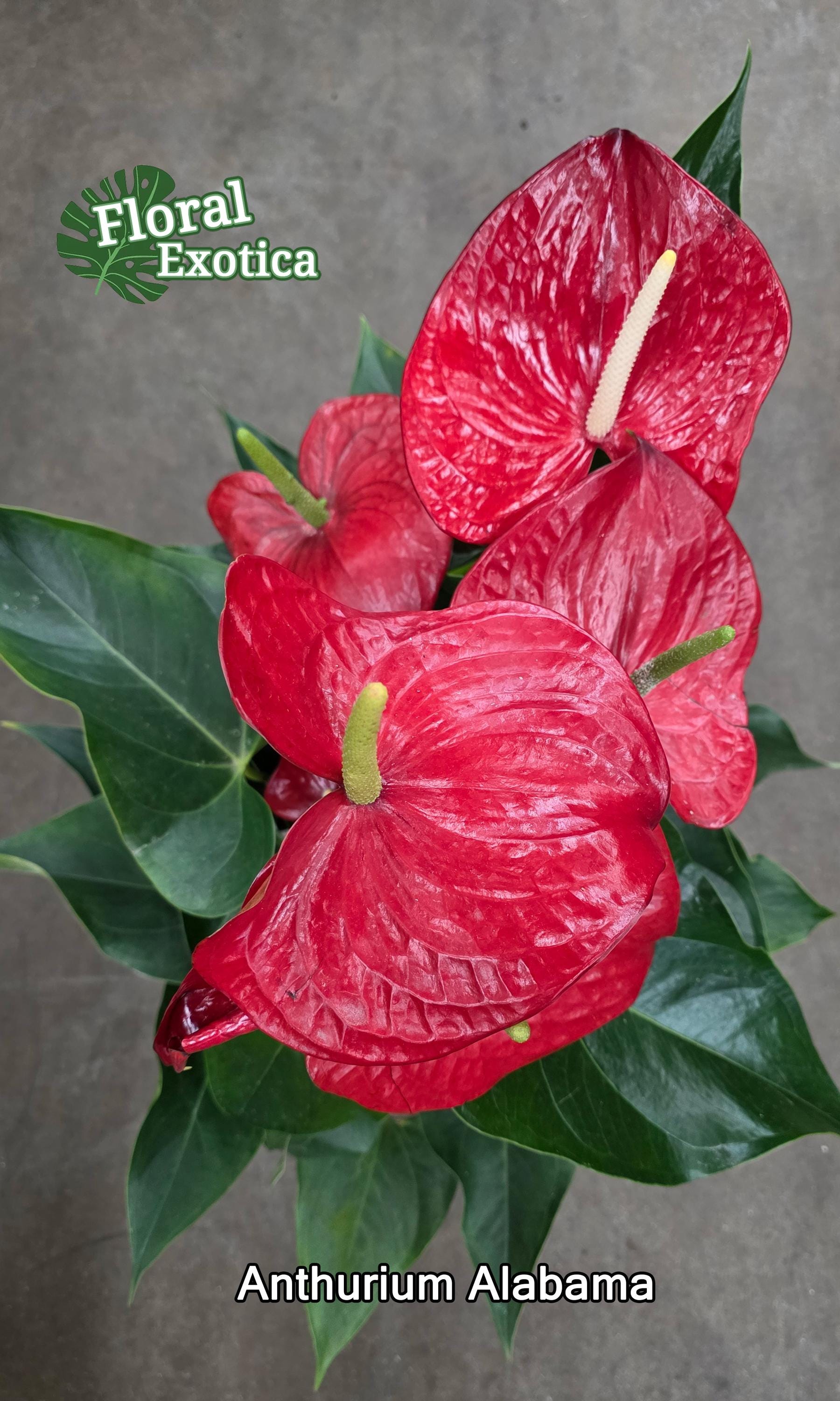 Anthurium Alabama: Large Red Obake Anthurium - Florist Grade