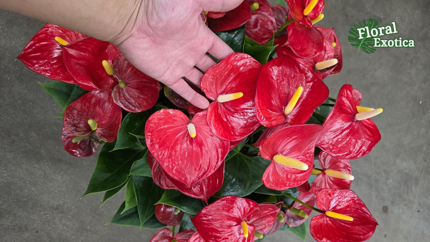 Anthurium Alabama: Large Red Obake Anthurium - Florist Grade