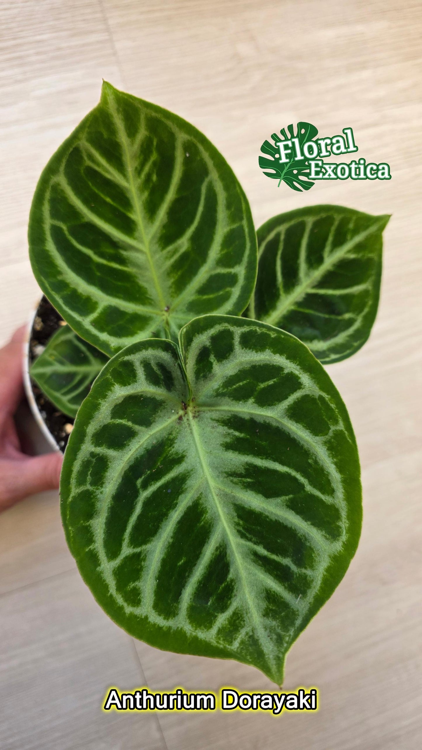 Anthurium Dorayaki - 6" Pot - Exact Specimen