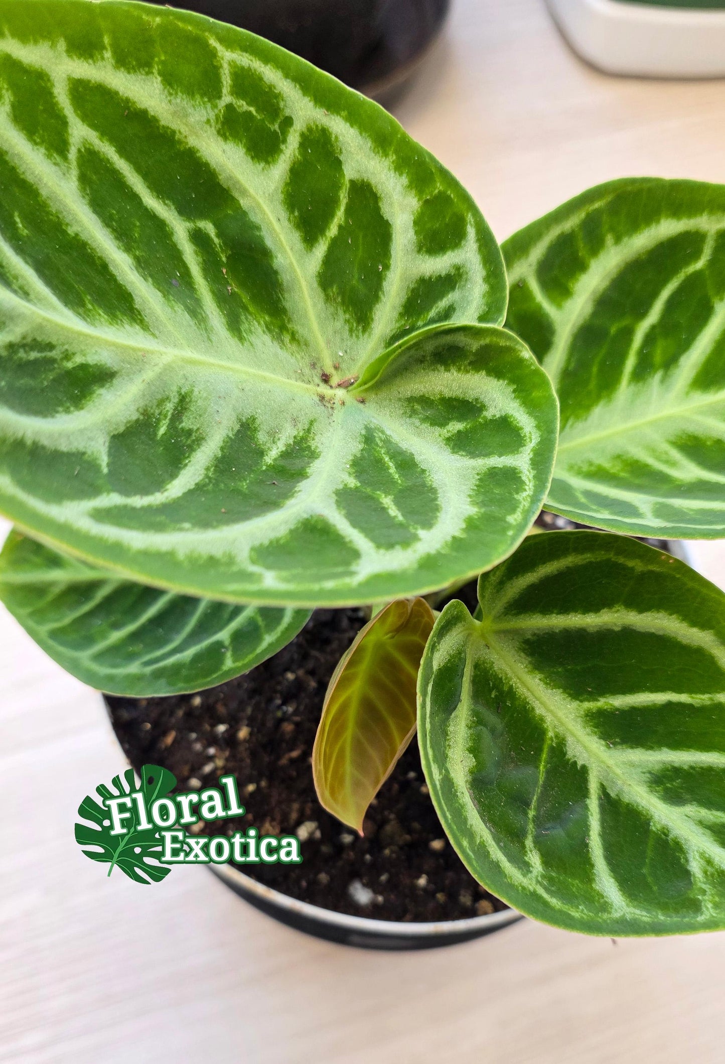 Anthurium Dorayaki - 6" Pot - Exact Specimen