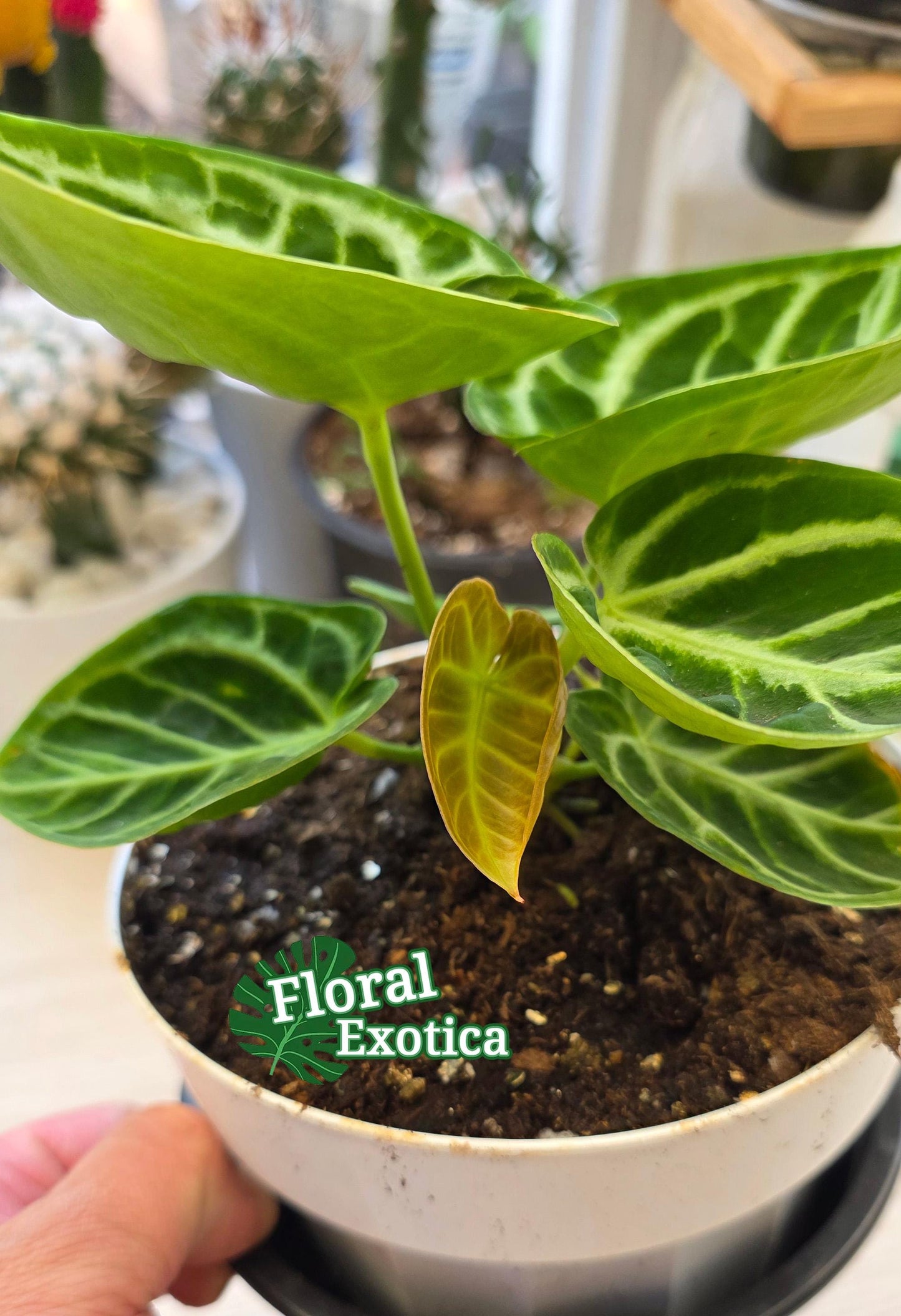 Anthurium Dorayaki - 6" Pot - Exact Specimen