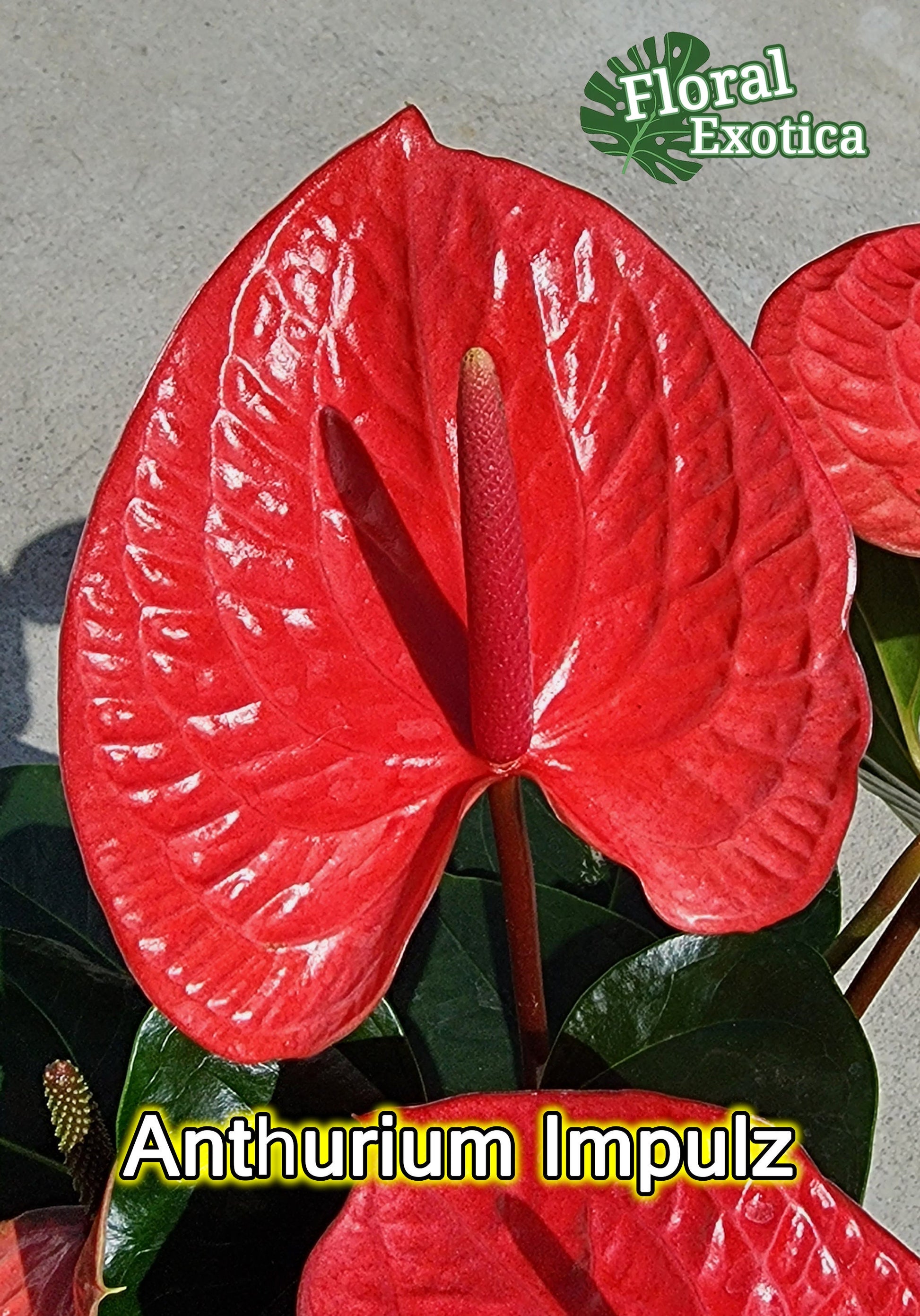 Anthurium Impulz: Full Red Novelty Anthurium - 6 Inch Pot