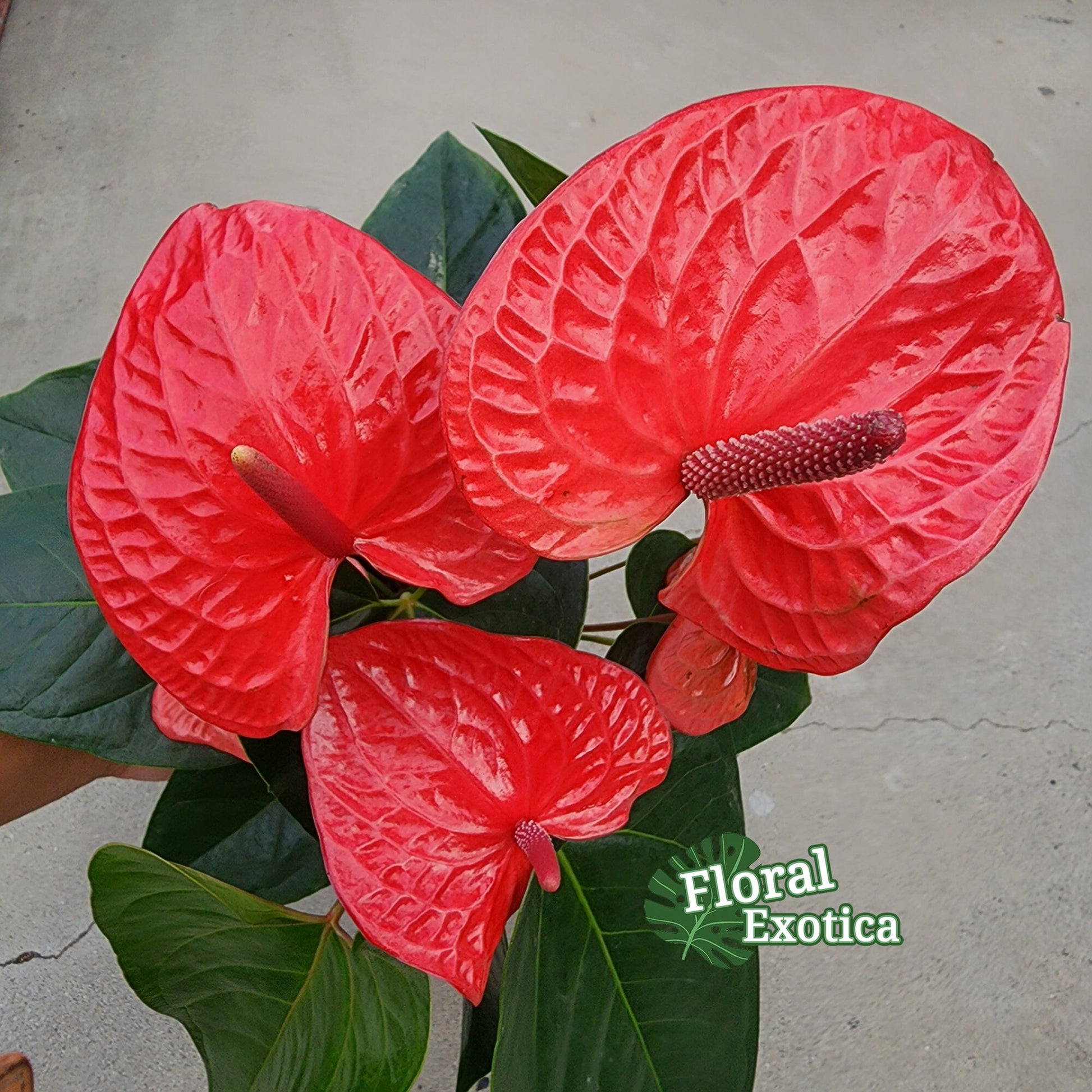 Anthurium Impulz: Full Red Novelty Anthurium - 6 Inch Pot