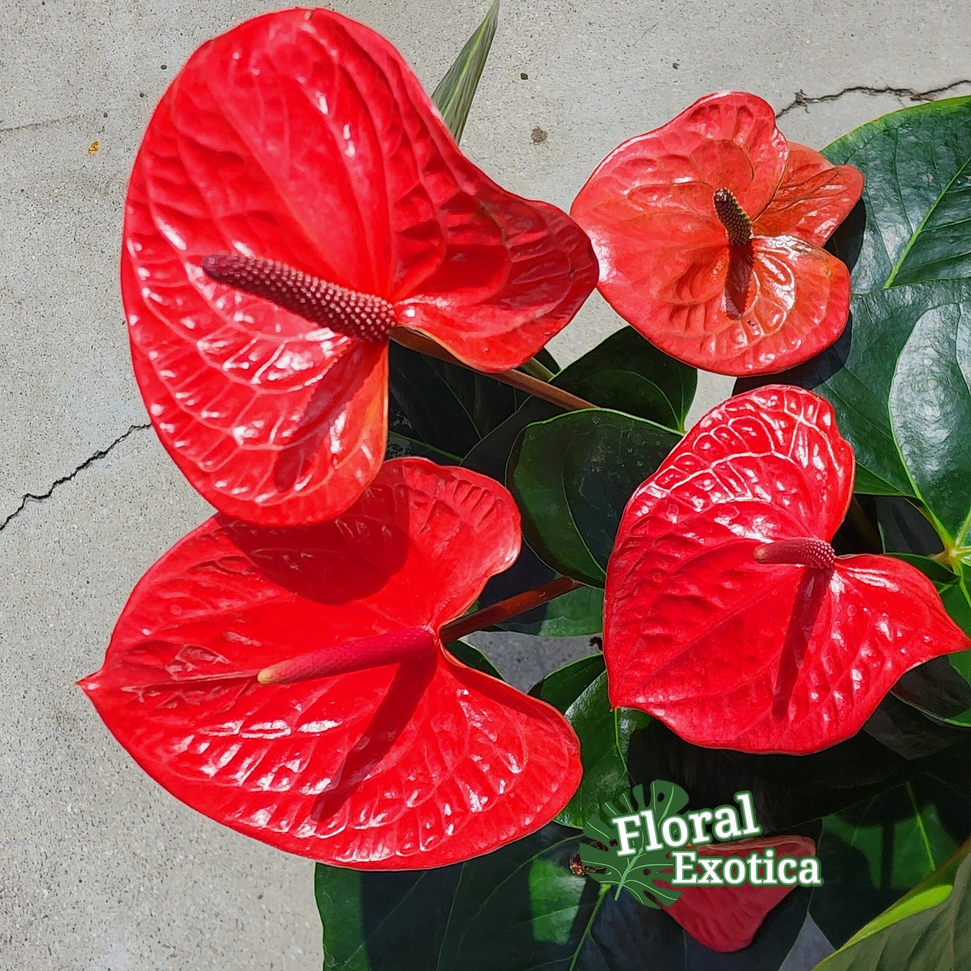 Anthurium Impulz: Full Red Novelty Anthurium - 6 Inch Pot