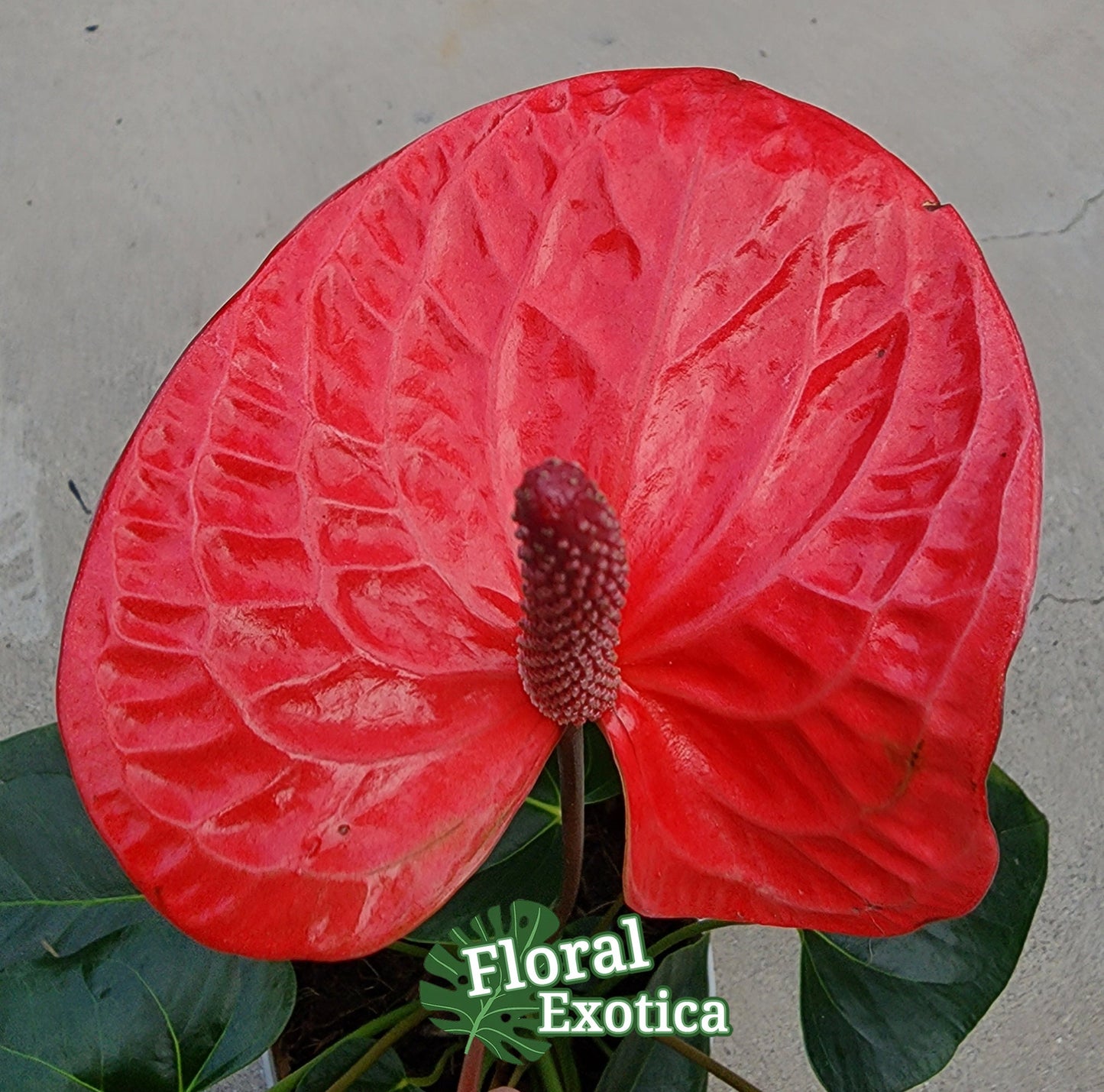 Anthurium Impulz: Full Red Novelty Anthurium - 6 Inch Pot
