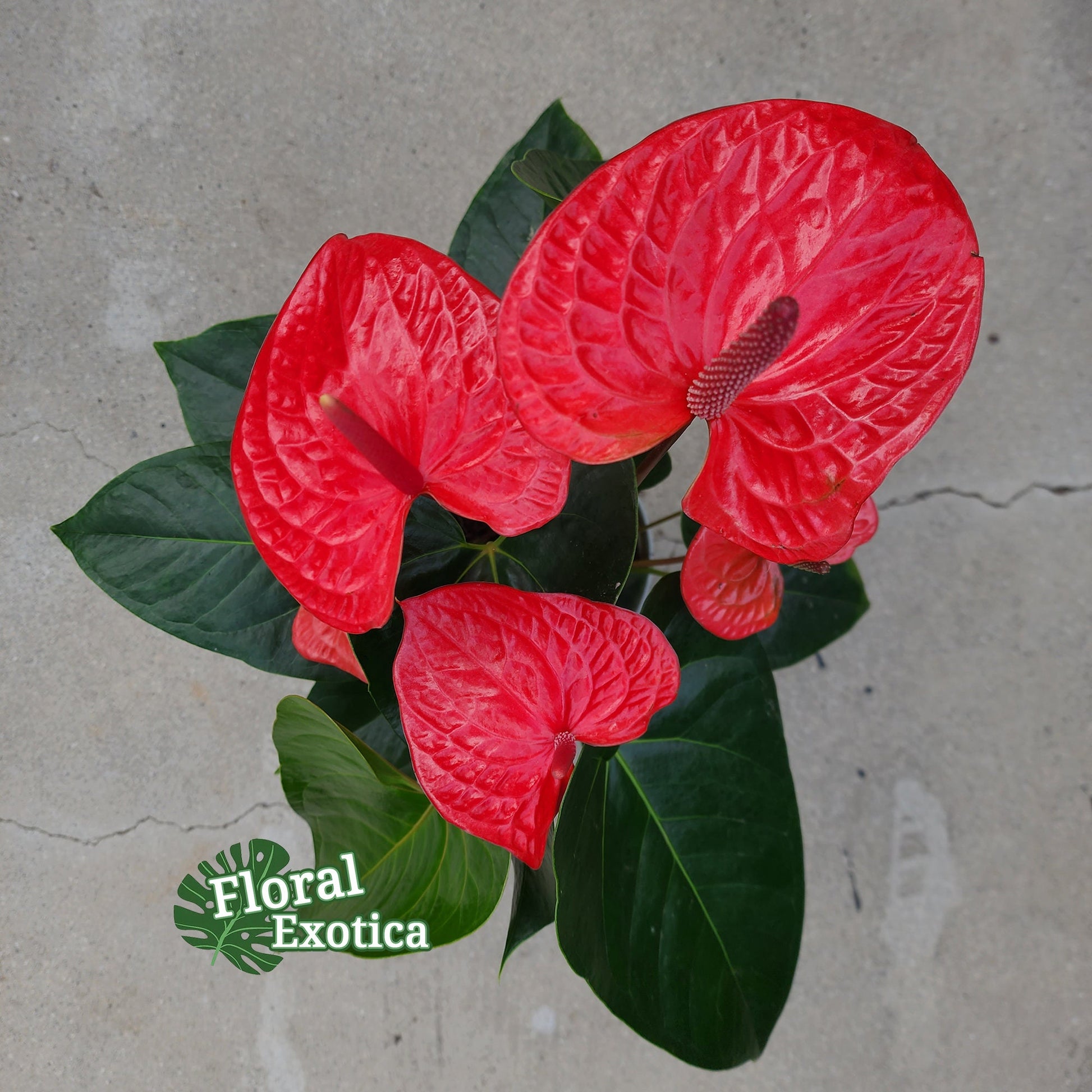 Anthurium Impulz: Full Red Novelty Anthurium - 6 Inch Pot