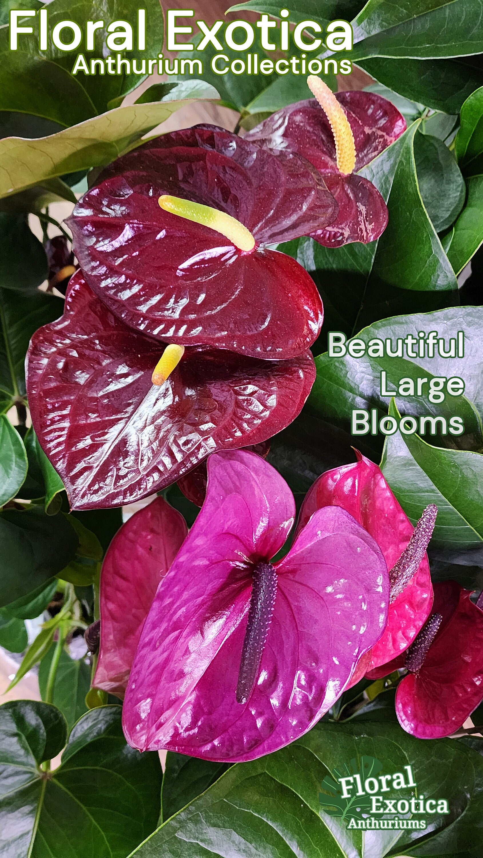 Anthurium Impulz: Full Red Novelty Anthurium - 6 Inch Pot