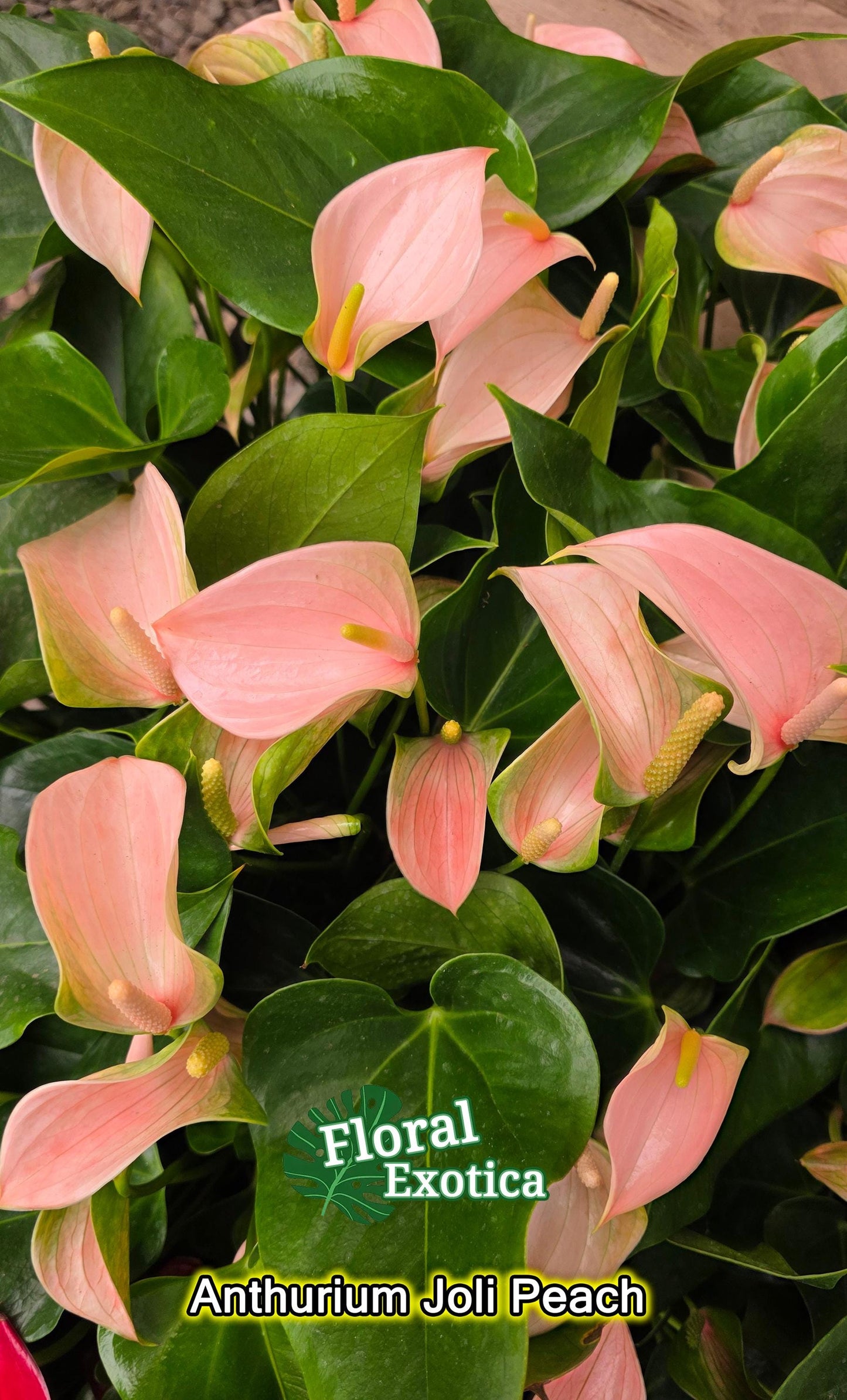 Anthrium Joli Peach - Novelty Anthurium - Florist Quality - 4" Starter