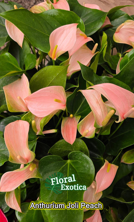 Anthrium Joli Peach - Novelty Anthurium - Florist Quality - 4" Starter