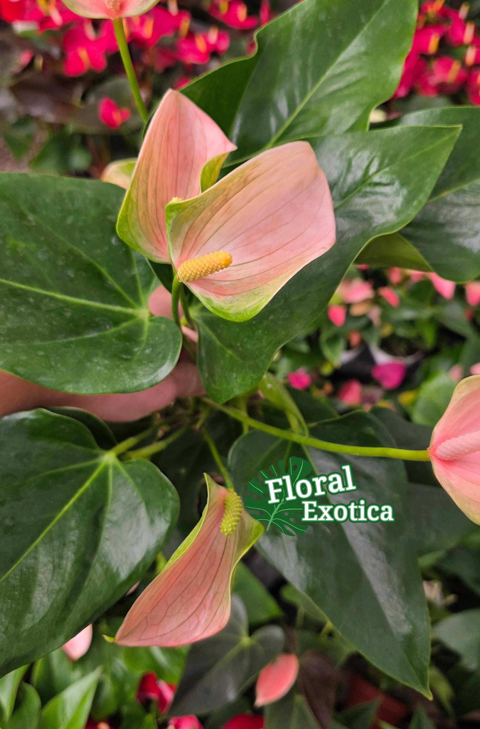 Anthrium Joli Peach - Novelty Anthurium - Florist Quality - 4" Starter