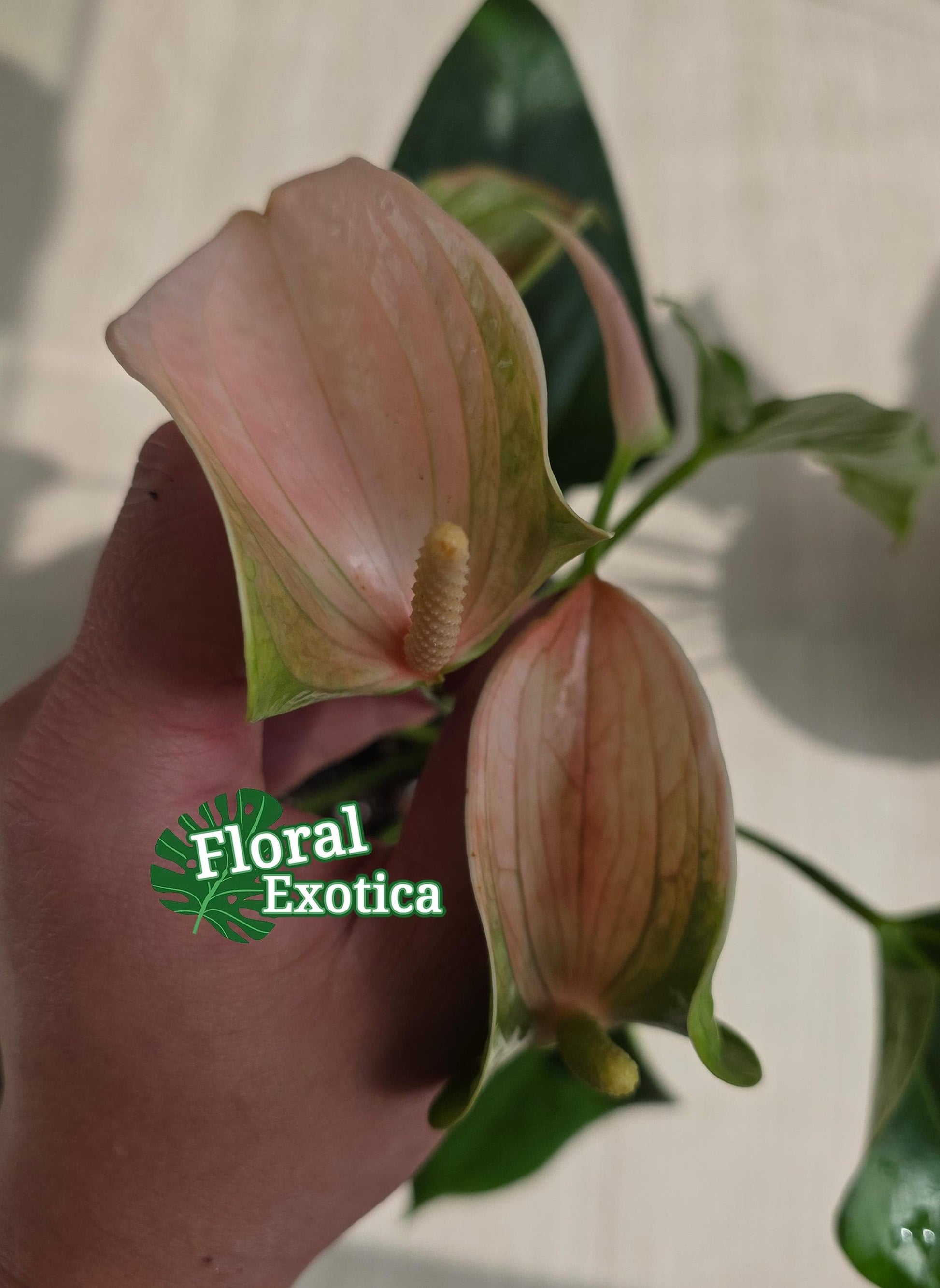 Anthrium Joli Peach - Novelty Anthurium - Florist Quality - 4" Starter