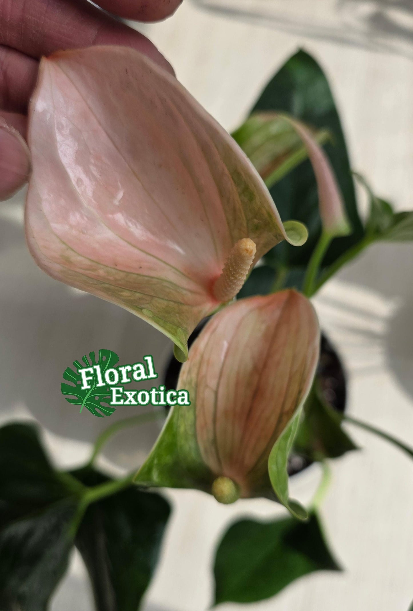 Anthrium Joli Peach - Novelty Anthurium - Florist Quality - 4" Starter