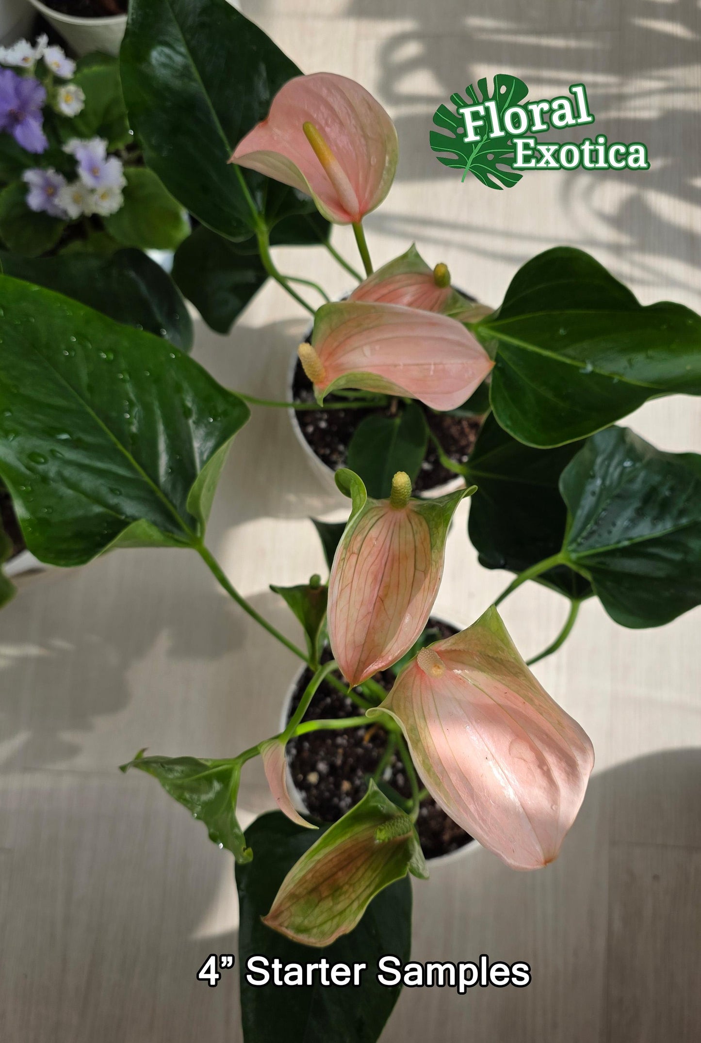 Anthrium Joli Peach - Novelty Anthurium - Florist Quality - 4" Starter