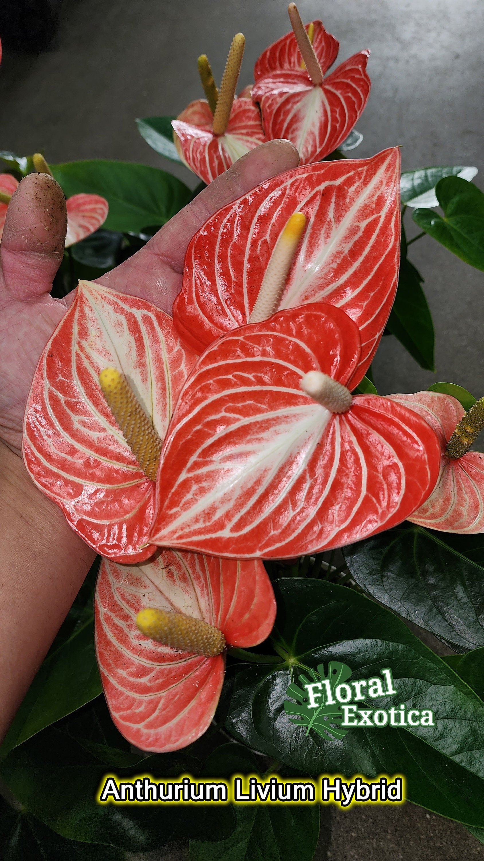 Anthurium Livium Orange - Novelty Anthurium - Premium Florist Grade Orange Marble Flamingo Flowers - Flowering Tropical Houseplant