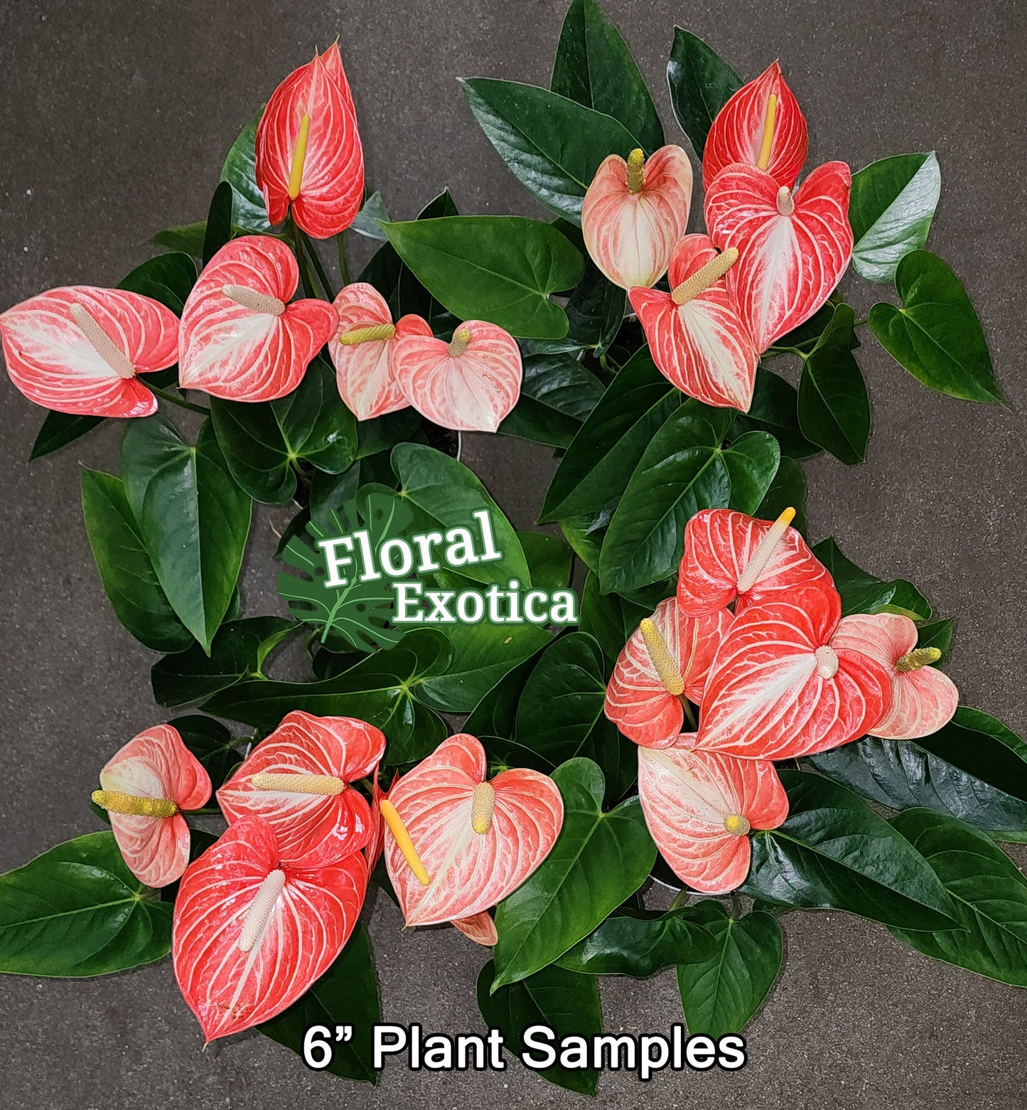 Anthurium Livium Orange - Novelty Anthurium - Premium Florist Grade Orange Marble Flamingo Flowers - Flowering Tropical Houseplant