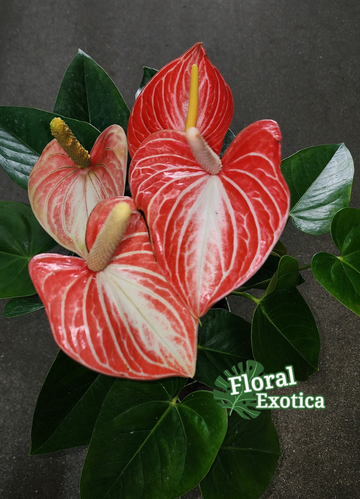 Anthurium Livium Orange - Novelty Anthurium - Premium Florist Grade Orange Marble Flamingo Flowers - Flowering Tropical Houseplant