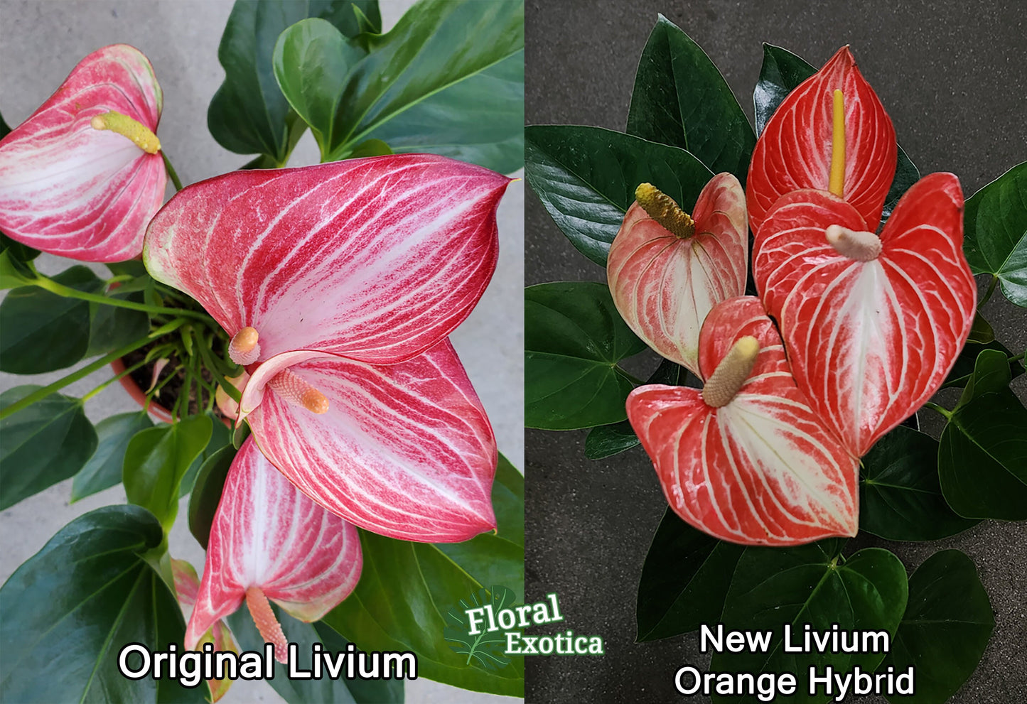 Anthurium Livium Orange - Novelty Anthurium - Premium Florist Grade Orange Marble Flamingo Flowers - Flowering Tropical Houseplant