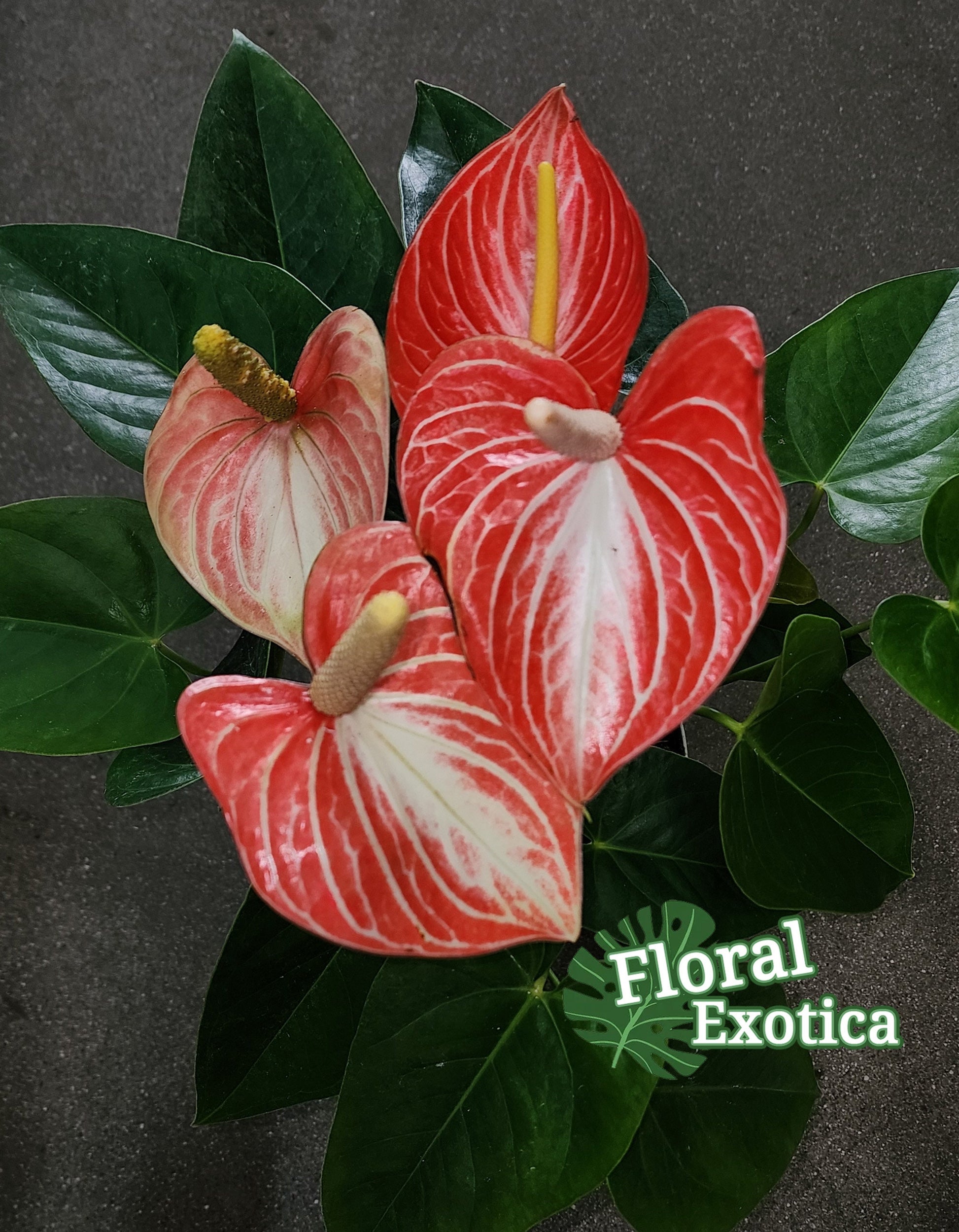 Anthurium Livium Orange - Novelty Anthurium - Premium Florist Grade Orange Marble Flamingo Flowers - Flowering Tropical Houseplant