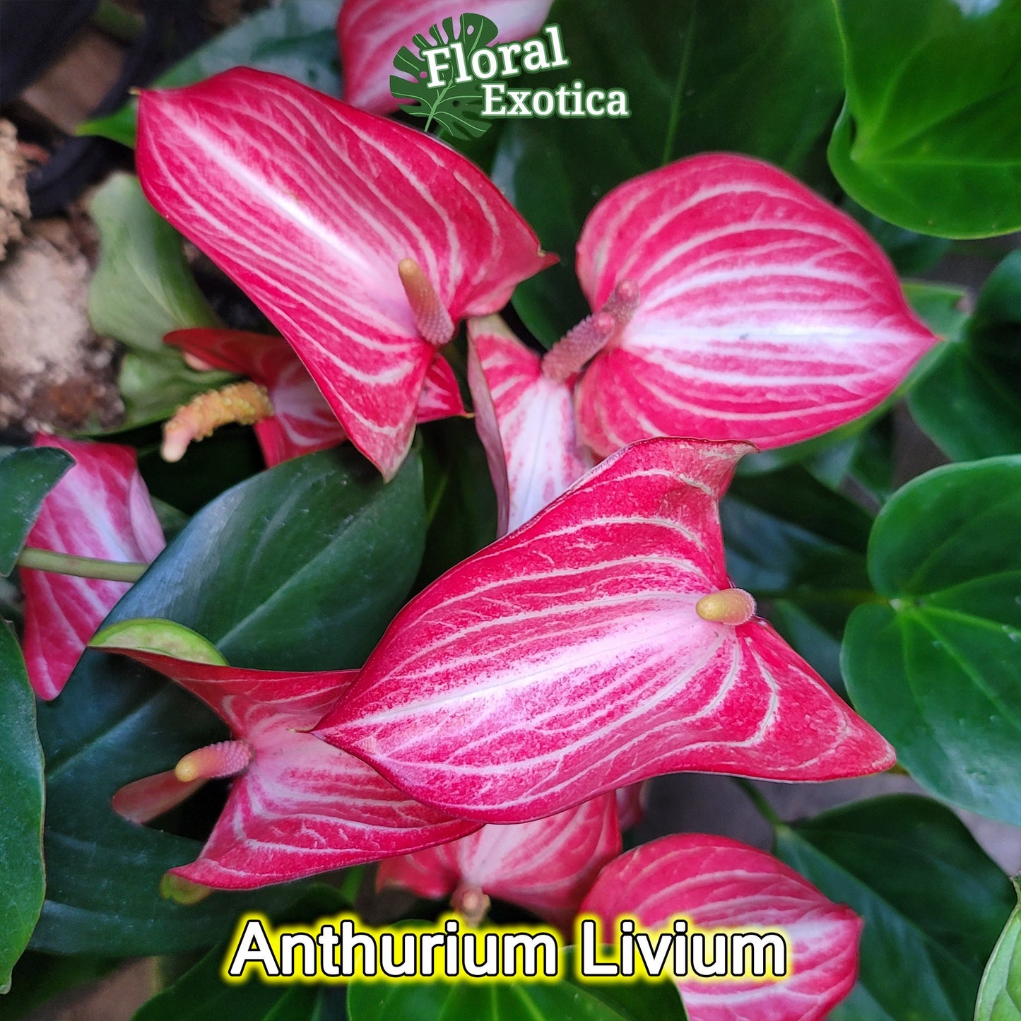 Anthurium Livium Standard - Novelty Anthurium - Premium Florist Red Marble Grade Flamingo Flowers - Flowering Tropical Houseplant