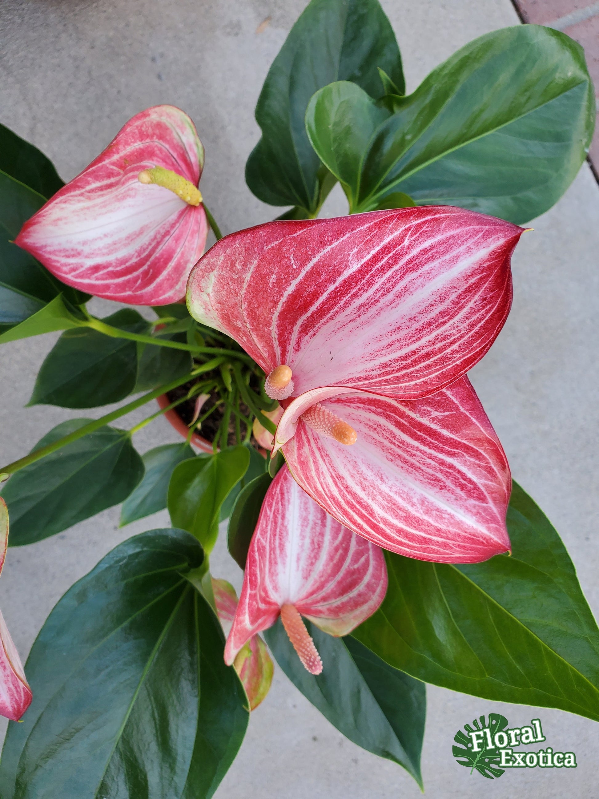 Anthurium Livium Standard - Novelty Anthurium - Premium Florist Red Marble Grade Flamingo Flowers - Flowering Tropical Houseplant