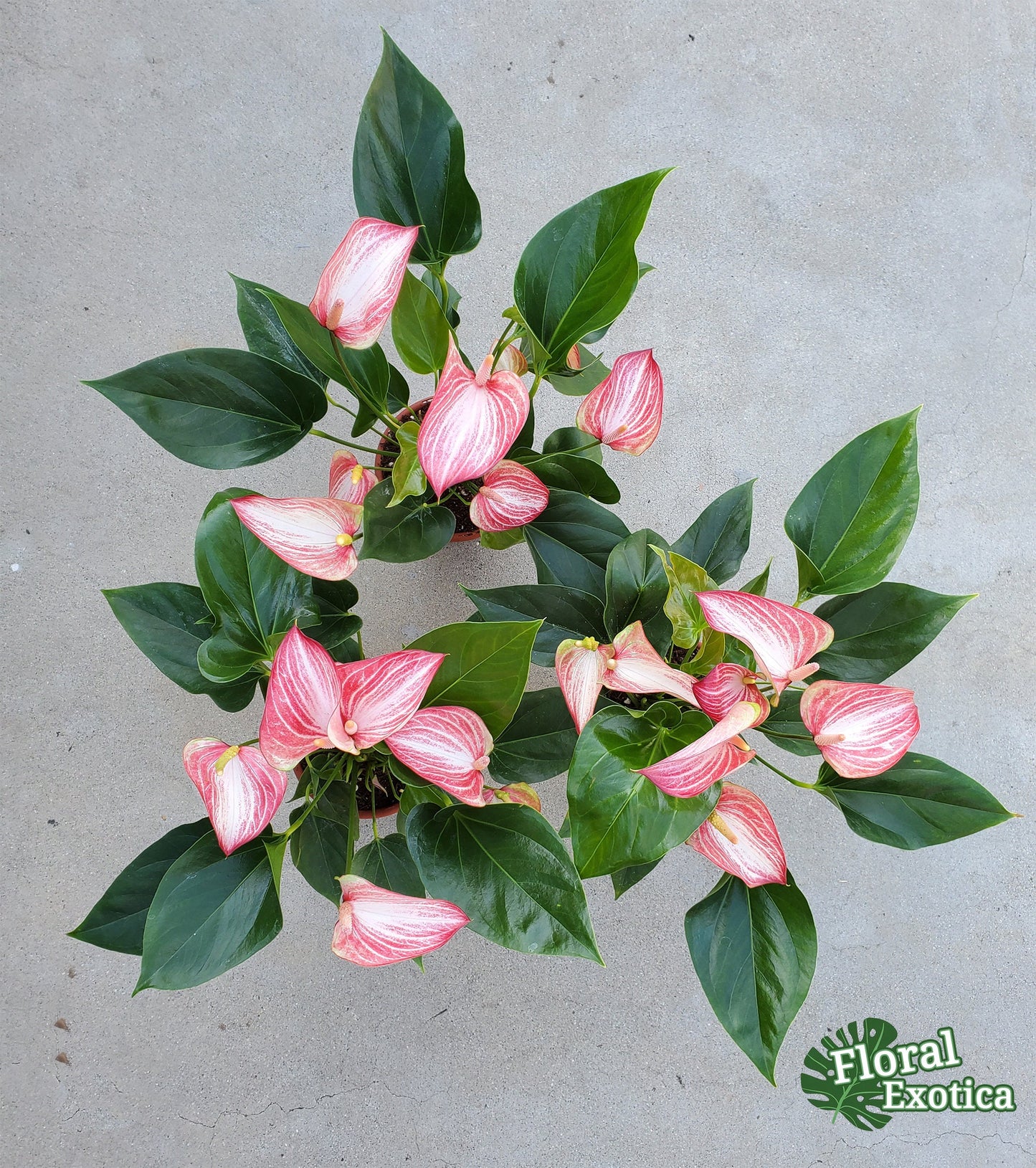 Anthurium Livium Standard - Novelty Anthurium - Premium Florist Red Marble Grade Flamingo Flowers - Flowering Tropical Houseplant