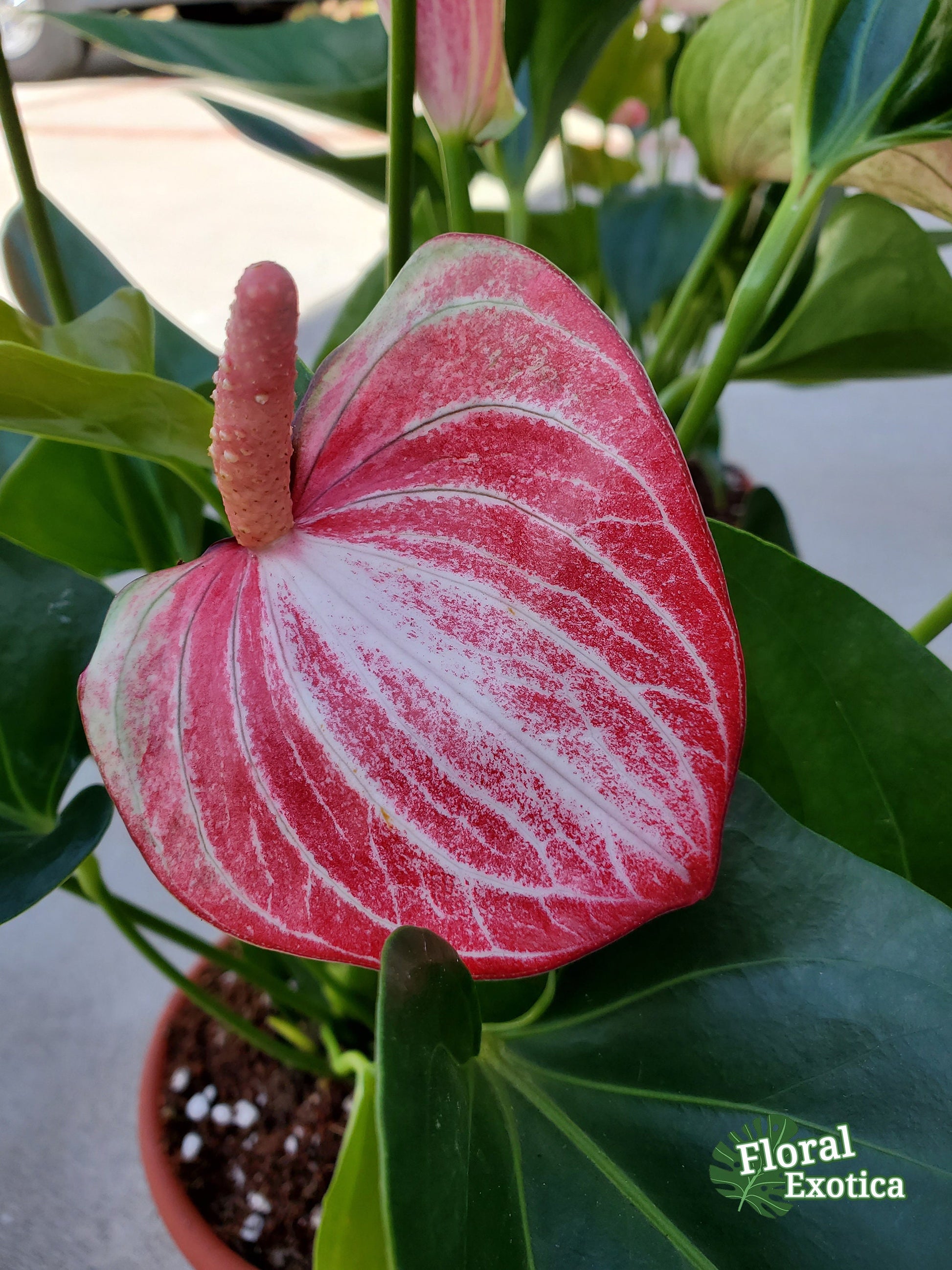 Anthurium Livium Standard - Novelty Anthurium - Premium Florist Red Marble Grade Flamingo Flowers - Flowering Tropical Houseplant