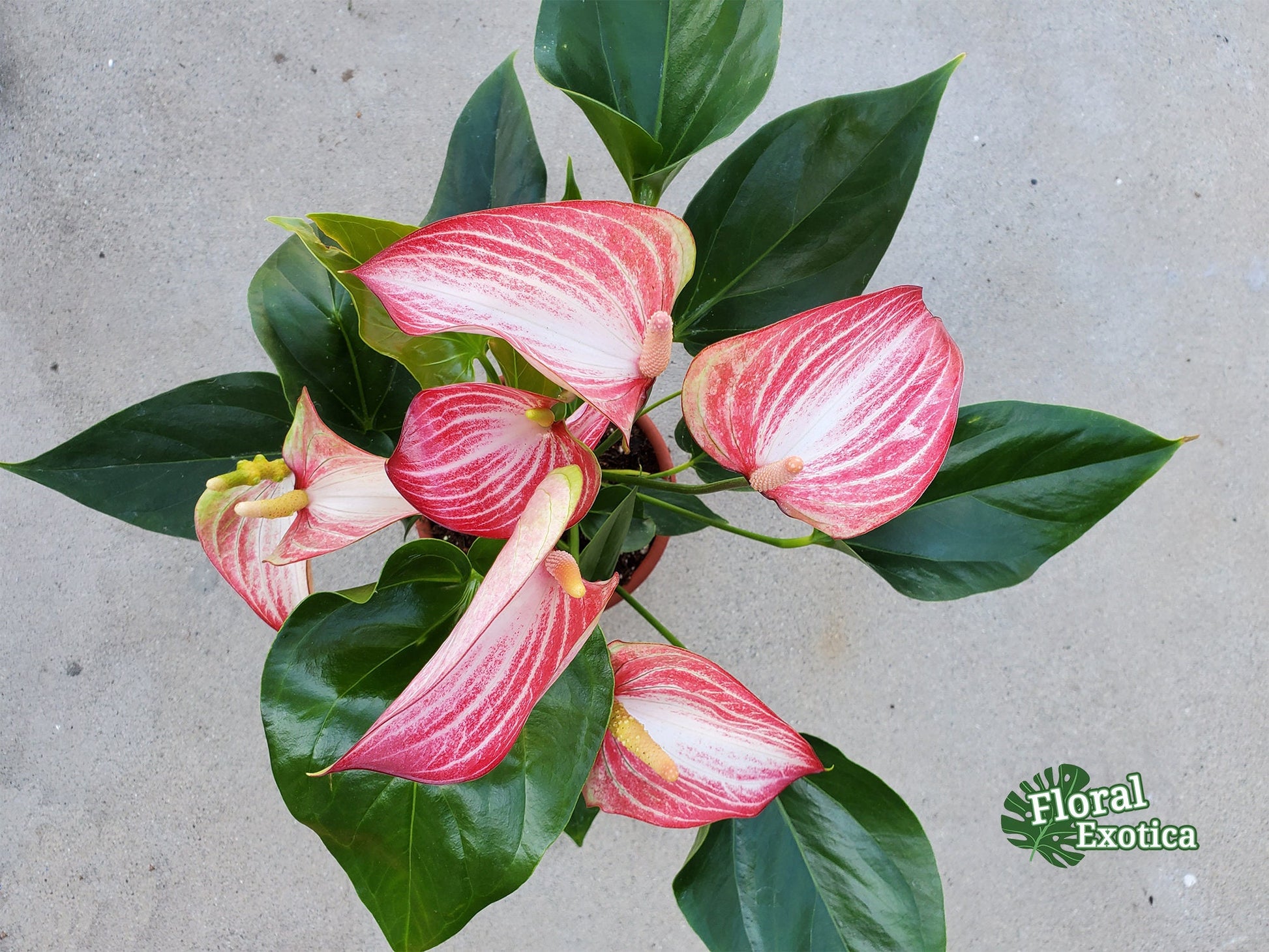 Anthurium Livium Standard - Novelty Anthurium - Premium Florist Red Marble Grade Flamingo Flowers - Flowering Tropical Houseplant