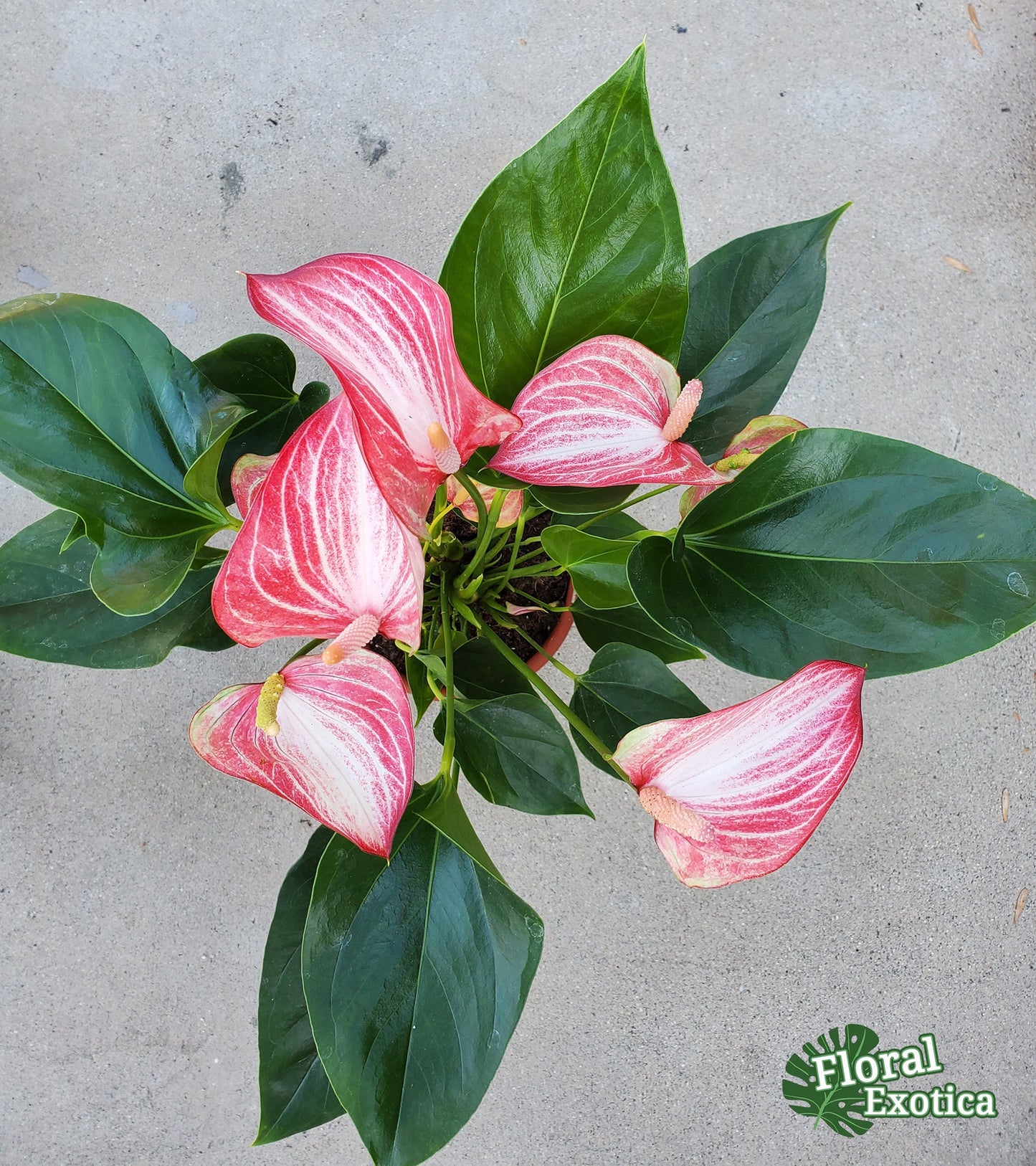 Anthurium Livium Standard - Novelty Anthurium - Premium Florist Red Marble Grade Flamingo Flowers - Flowering Tropical Houseplant