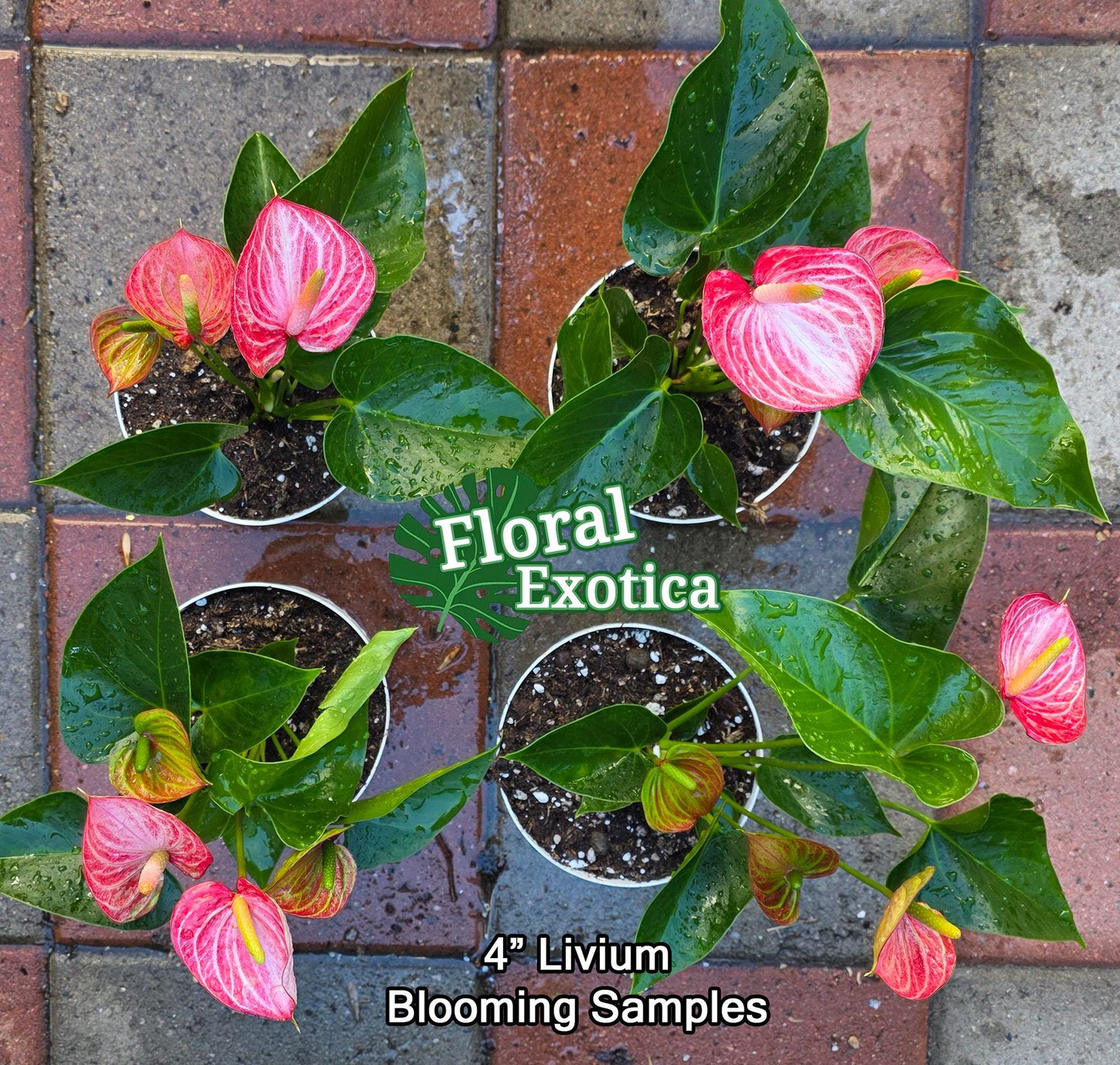 Anthurium Livium Standard - Novelty Anthurium - Premium Florist Red Marble Grade Flamingo Flowers - Flowering Tropical Houseplant