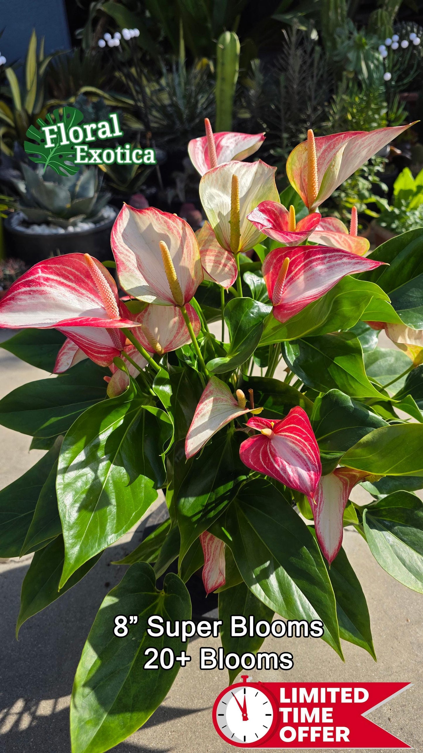 Anthurium Livium Standard - Novelty Anthurium - Premium Florist Red Marble Grade Flamingo Flowers - Flowering Tropical Houseplant
