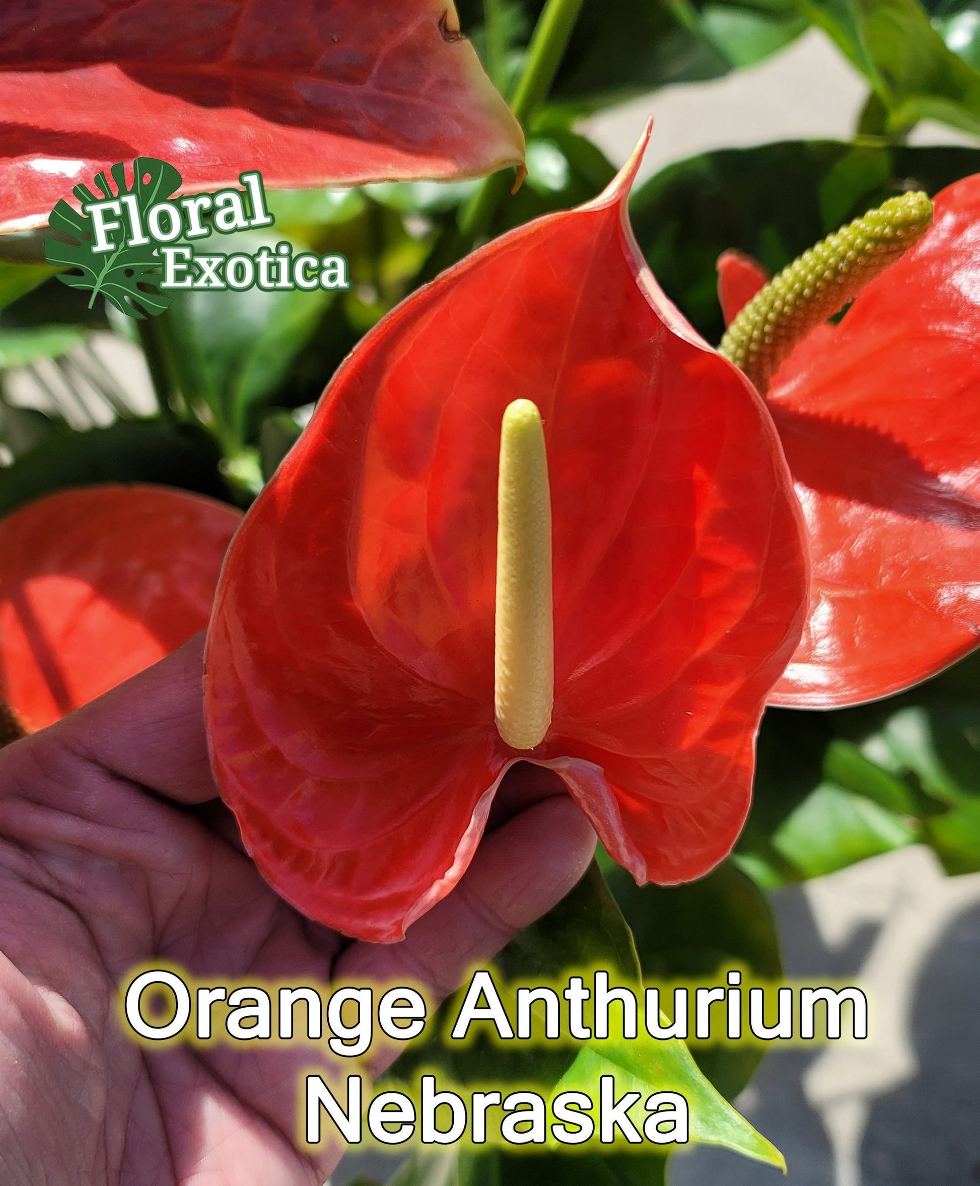 Anthrium Nebraska - Orange Anthurium - Premium Florist Quality - Free US Shipping