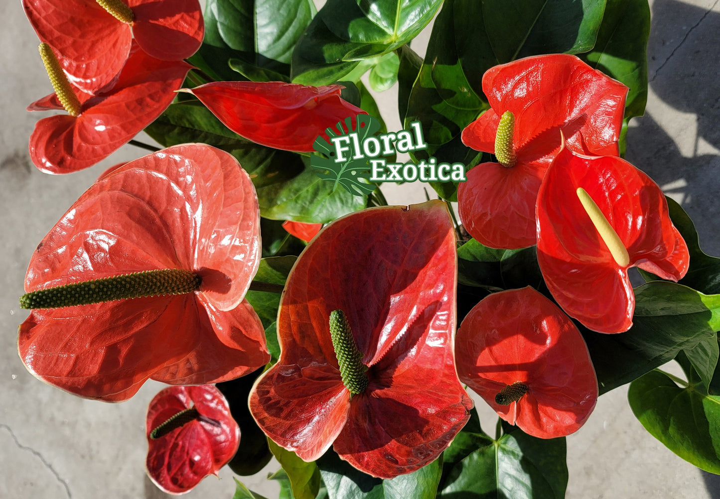 Anthrium Nebraska - Orange Anthurium - Premium Florist Quality - Free US Shipping