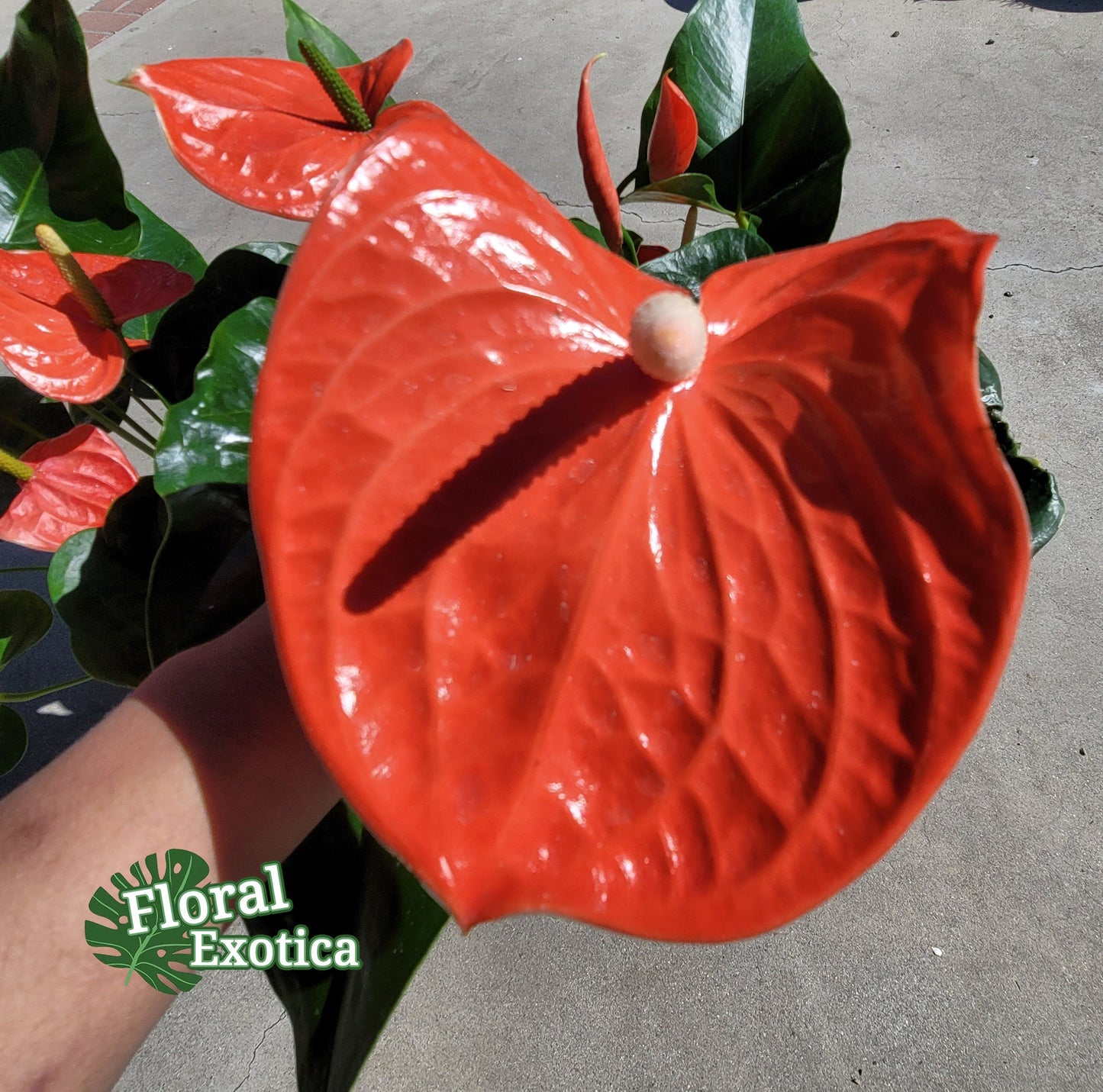 Anthrium Nebraska - Orange Anthurium - Premium Florist Quality - Free US Shipping