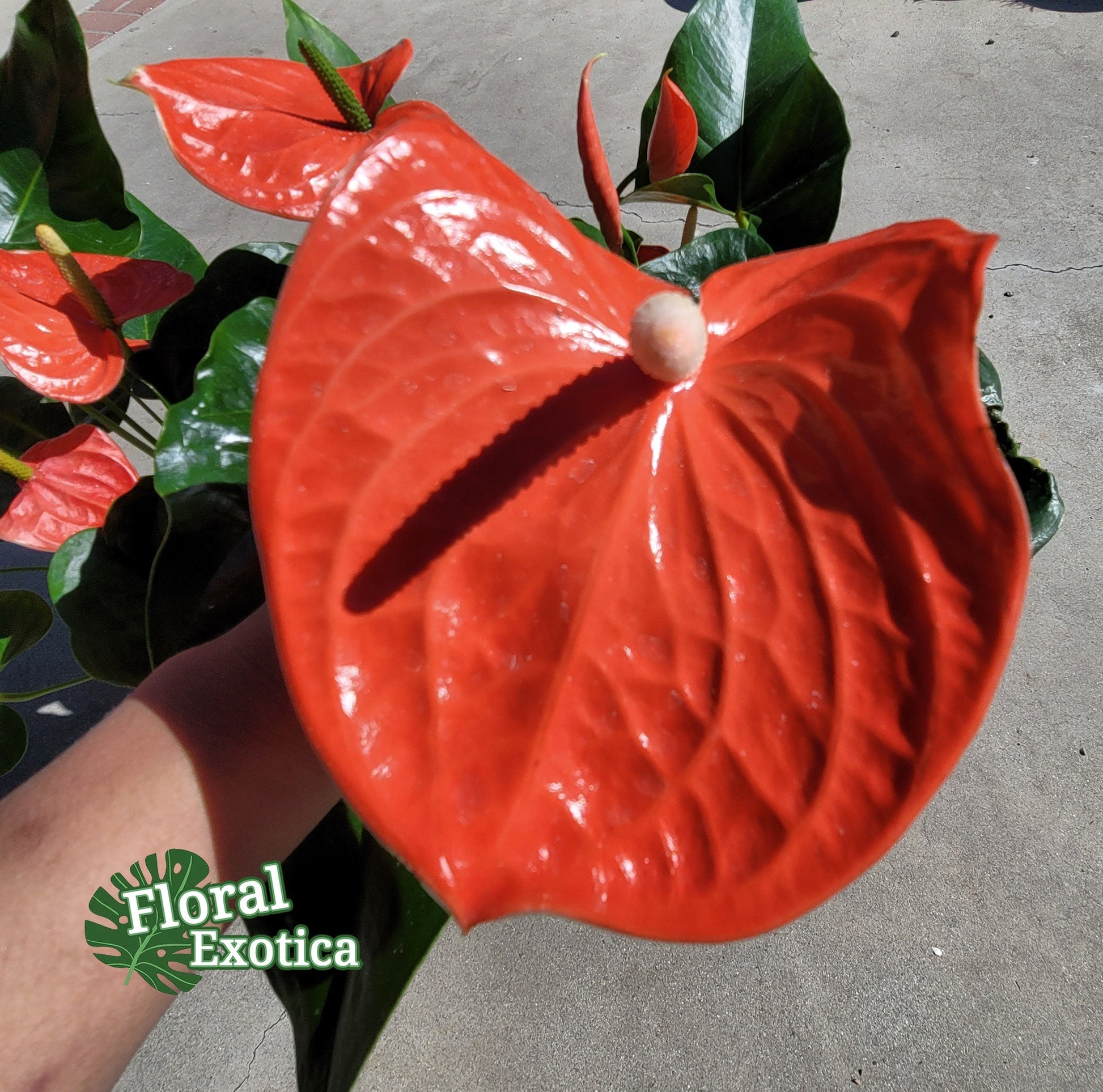 Anthrium Nebraska - Orange Anthurium - Premium Florist Quality - Free US Shipping