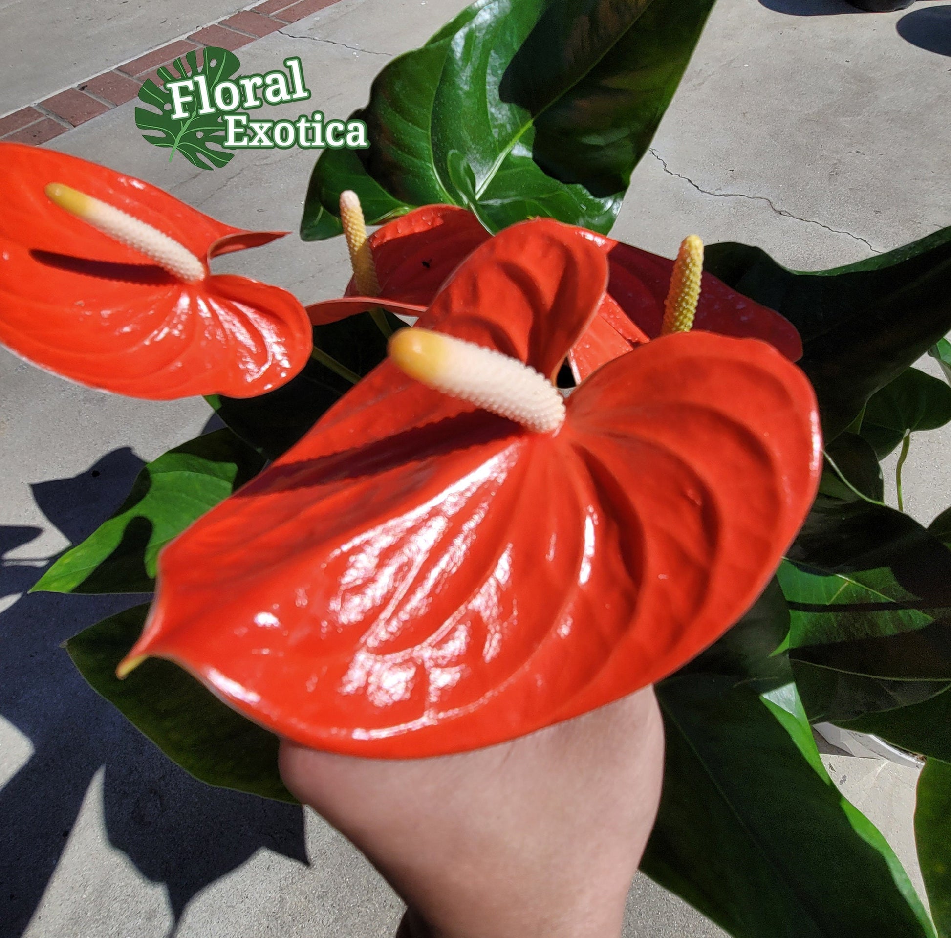 Anthrium Nebraska - Orange Anthurium - Premium Florist Quality - Free US Shipping