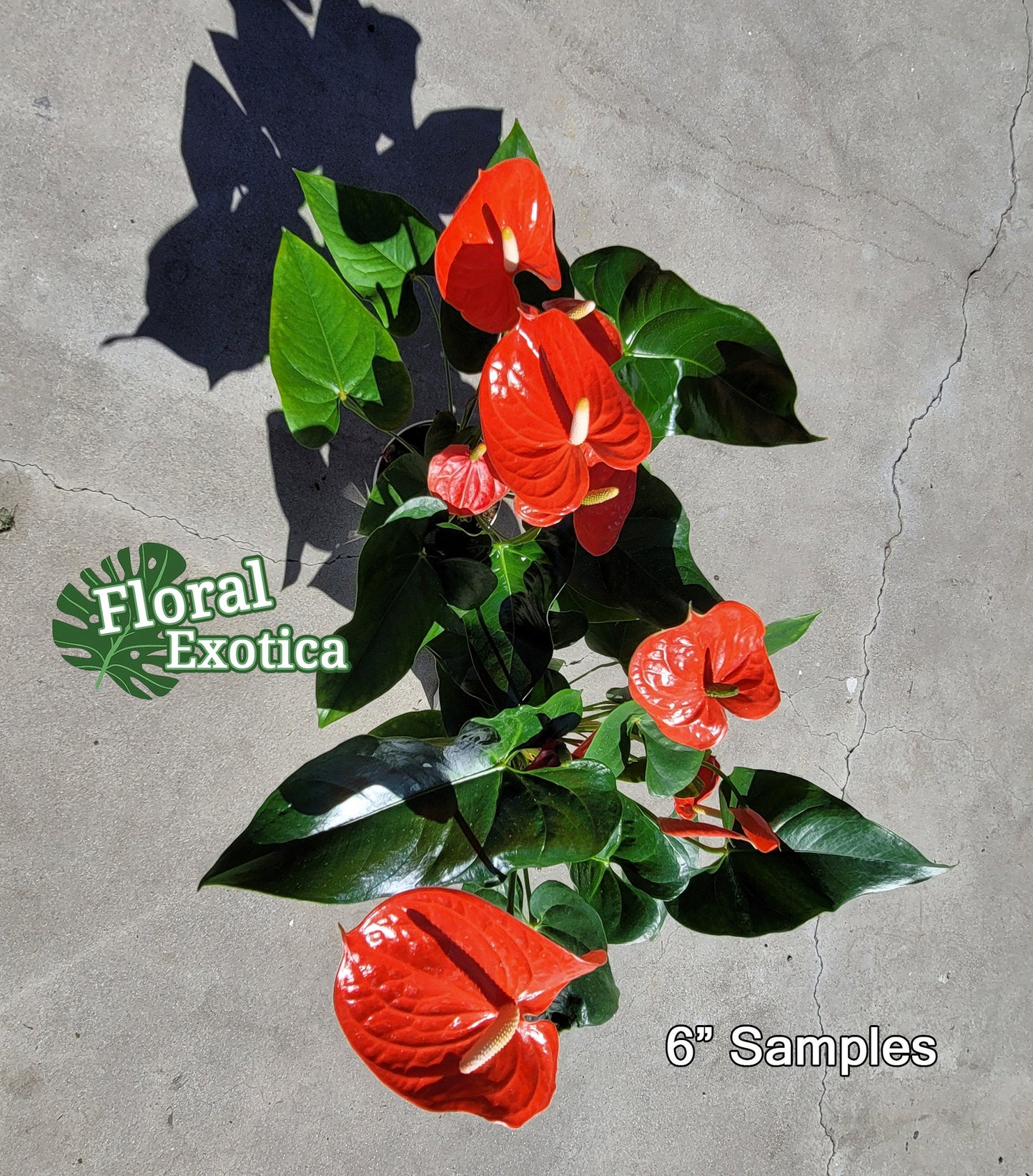 Anthrium Nebraska - Orange Anthurium - Premium Florist Quality - Free US Shipping