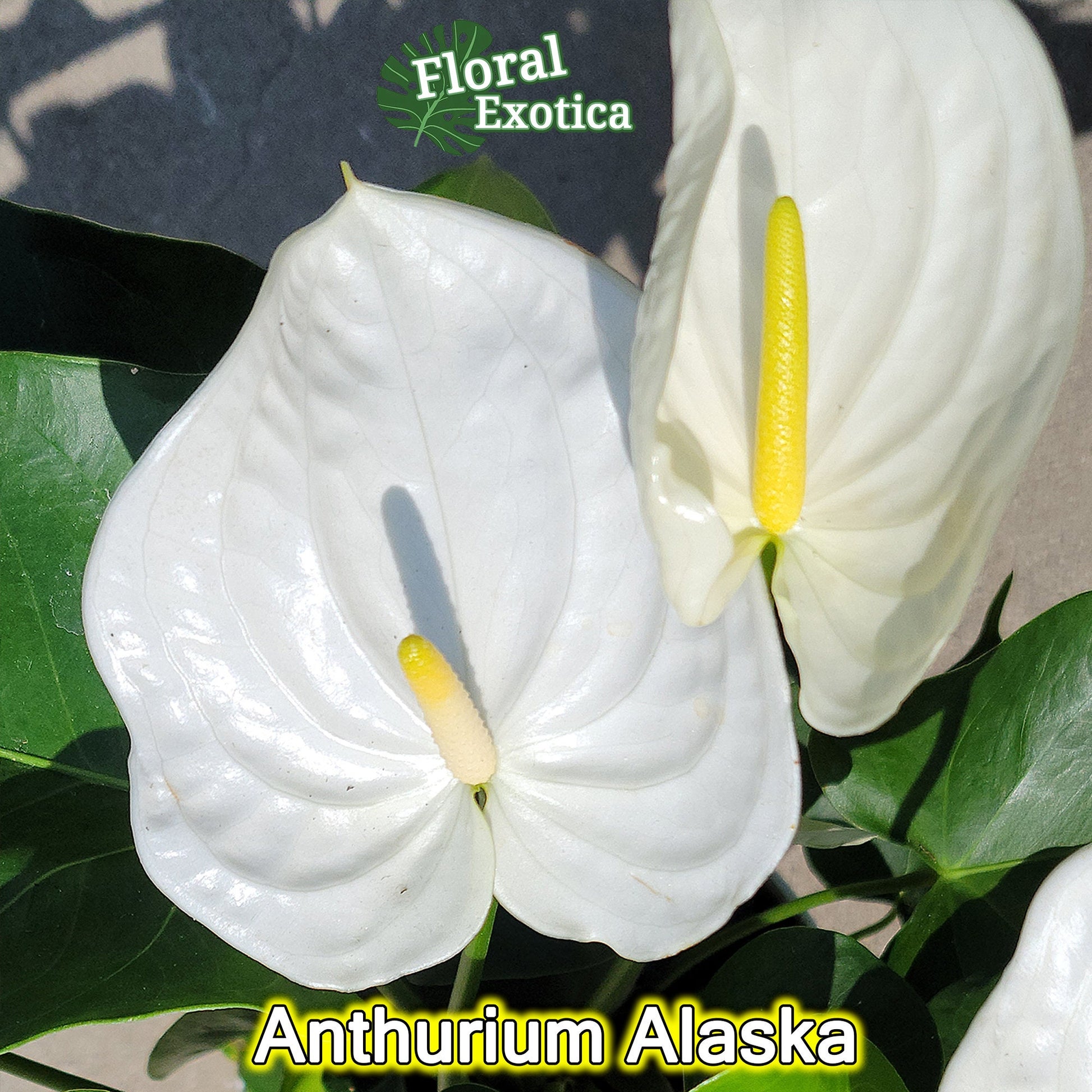 Anthrium New Pahoa White - Snow White Novelty Anthurium - Premium Florist Quality - Free Shipping