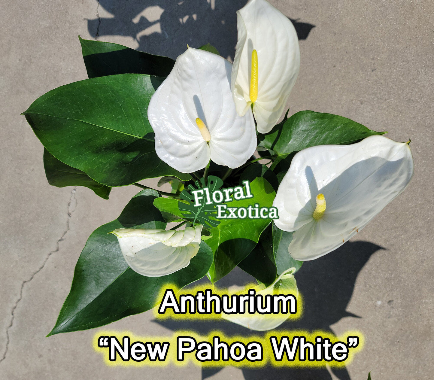 Anthrium New Pahoa White - Snow White Novelty Anthurium - Premium Florist Quality - Free Shipping