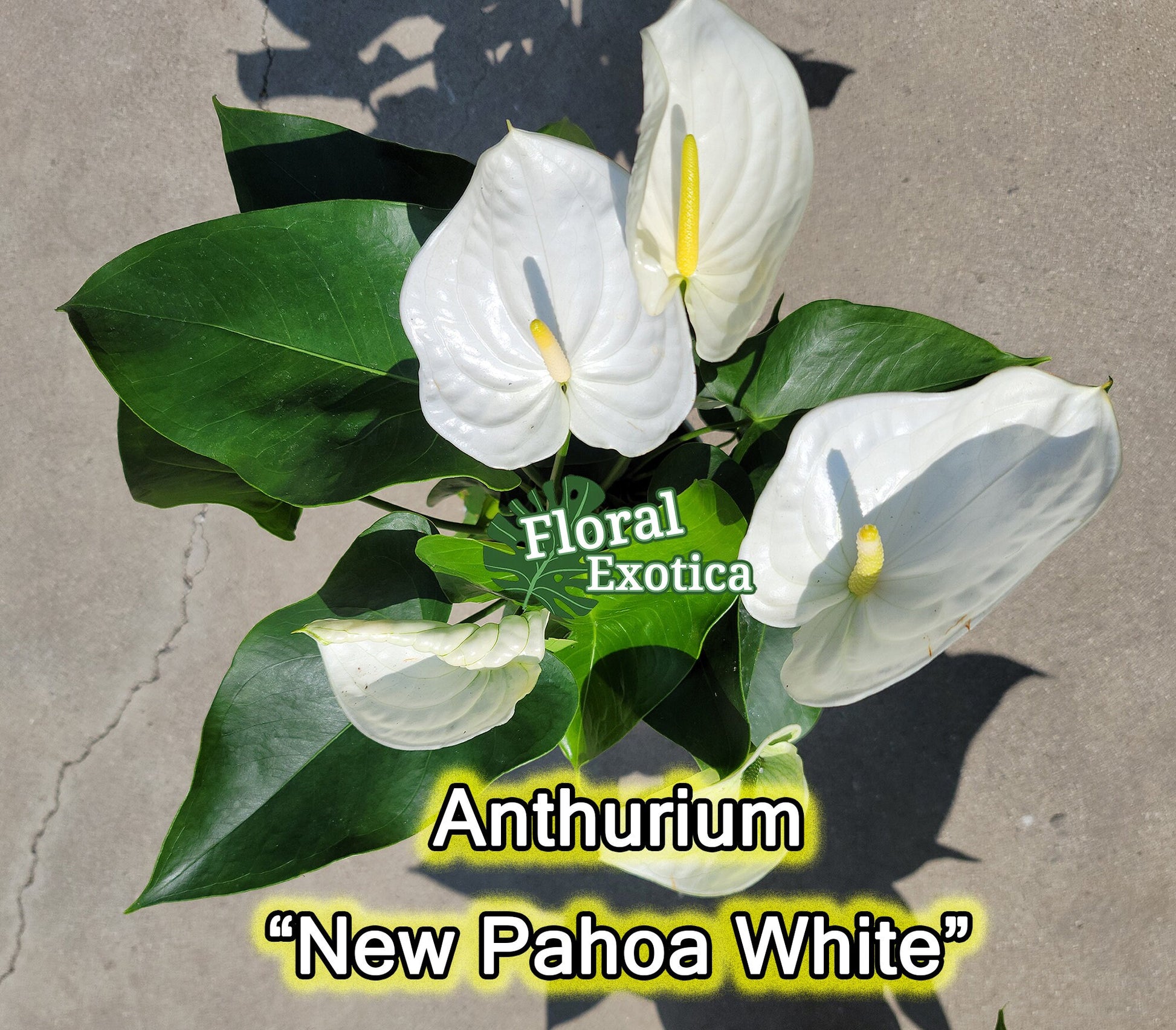 Anthrium New Pahoa White - Snow White Novelty Anthurium - Premium Florist Quality - Free Shipping