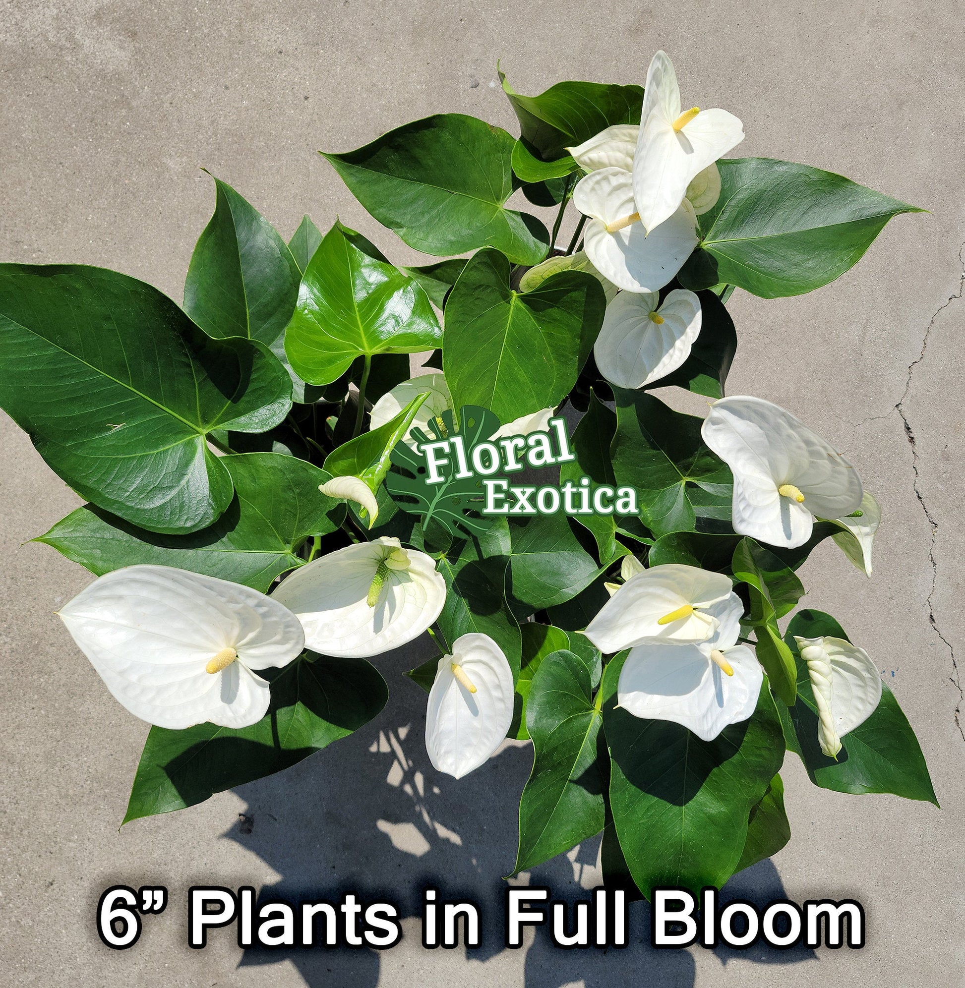 Anthrium New Pahoa White - Snow White Novelty Anthurium - Premium Florist Quality - Free Shipping