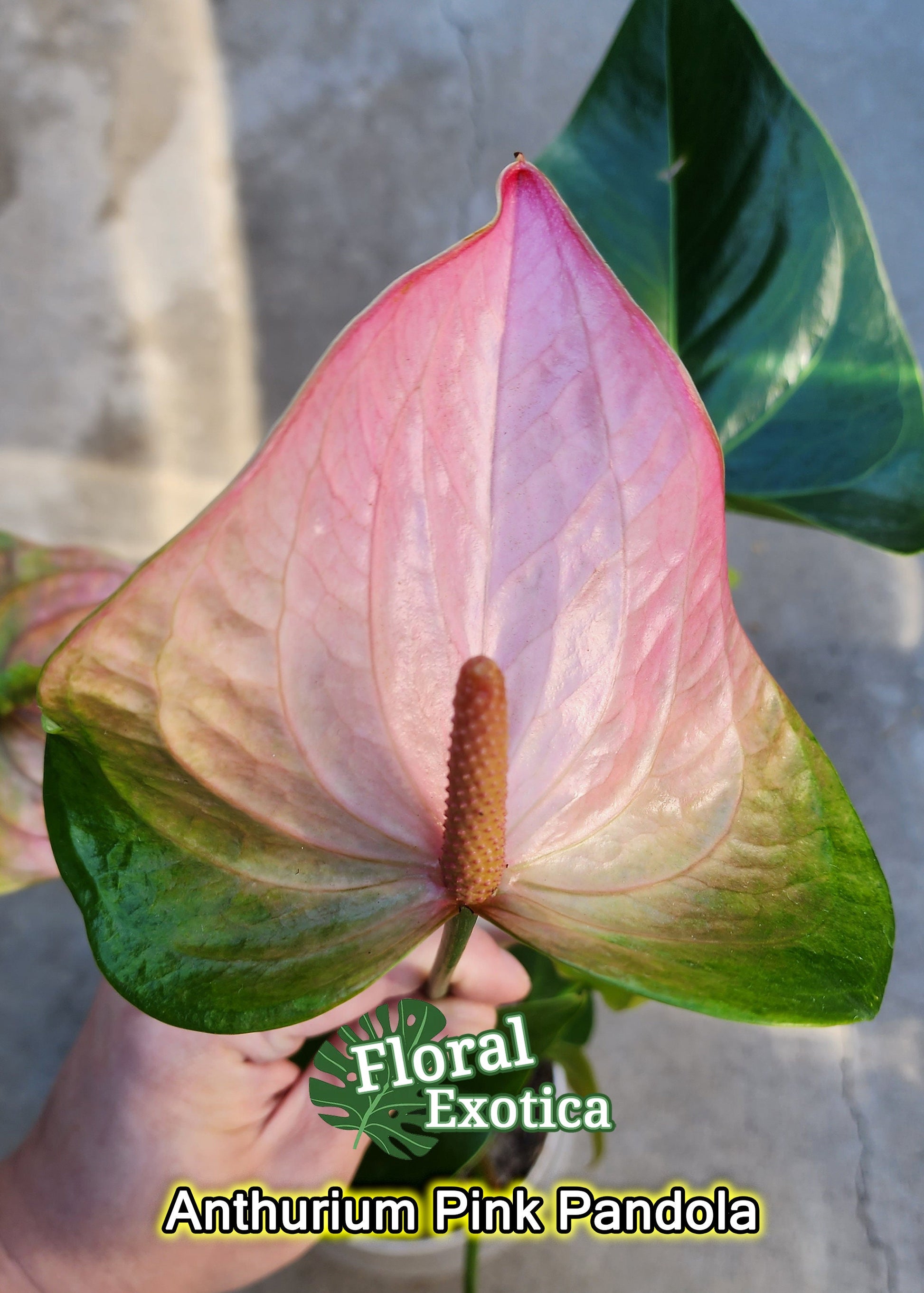 Anthurium Pandola Pink – Light Pink Bloom - Florist Quality