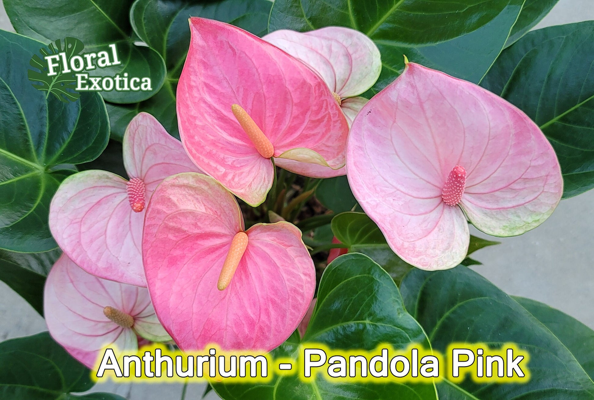 Anthurium Pandola Pink – Light Pink Bloom - Florist Quality