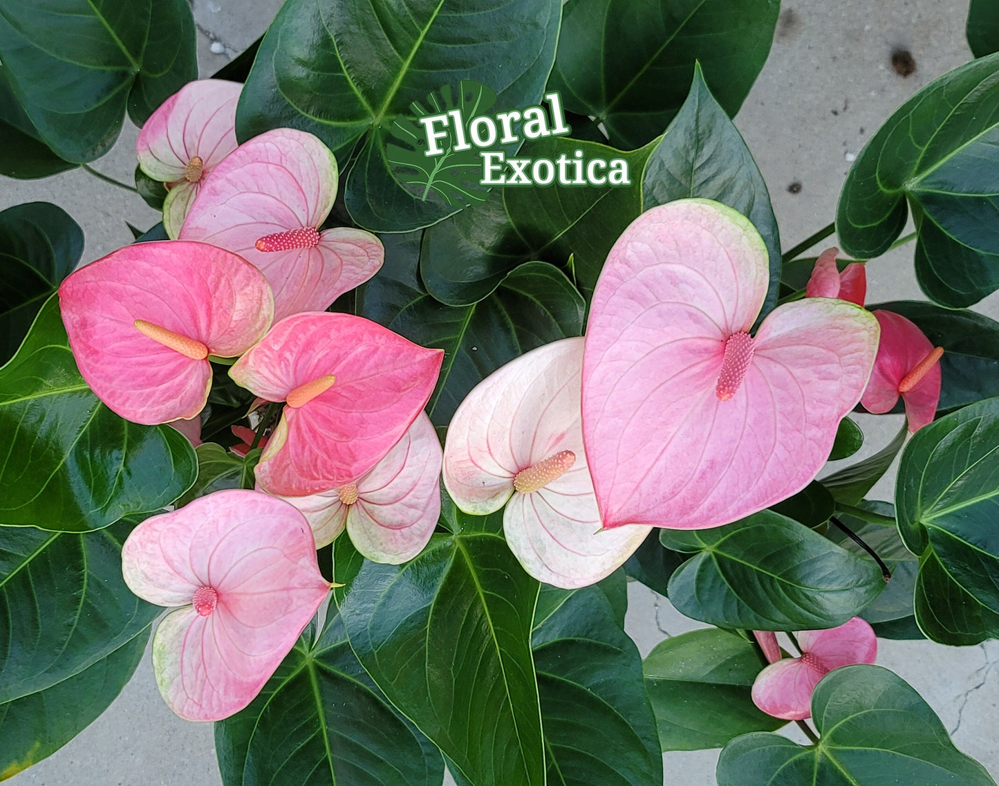 Anthurium Pandola Pink – Light Pink Bloom - Florist Quality
