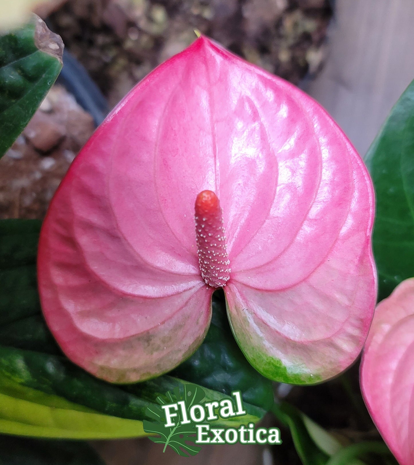 Anthurium Pandola Pink – Light Pink Bloom - Florist Quality