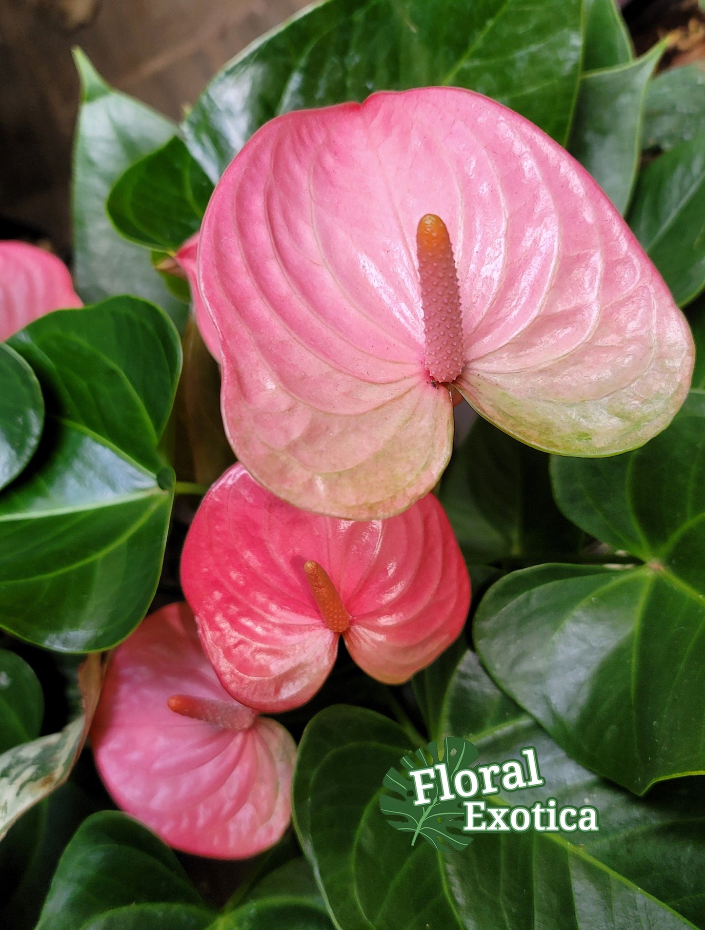 Anthurium Pandola Pink – Light Pink Bloom - Florist Quality